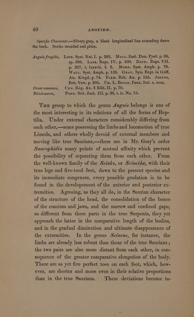 Specific Character.—Silvery grey, a black longitudinal line extending down the back. Scales rounded and plain. Anguis fragilis, Lryn. Syst. Nat. I. p. 892, Mott. Zool. Dan. Prod. p. 36, sp. 306. Larr. Rept. IV. p. 209. Daun. Rept. VII. p- 327, t. Ixxxvii. f. 2, Merr. Syst. Amph. p. 79. Wact, Syst. Amph. p. 159. Gray, Syn. Rept. in Griff. An. Kingd. p. 74. Frem. Brit. An. p. 155. Jenyns, Brit. Vert. p. 295. Cu. L. Bonar. Faun. Ital. c. icon. Orvet commun, Cuv. Rég. An. 2 Edit. II. p. 70. Blind-worm, Penn. Brit. Zool. III. p. 36, t. iv. No. 15. THe group to which the genus Anguts belongs is one of the most interesting in its relations of all the forms of Rep- tilia. Under external characters considerably differing from each other,—some possessing the limbs and locomotion of true Lizards, and others wholly devoid of external members and moving like true Saurians,—there are in Mr. Gray’s order Saurophidia many points of mutual affinity which prevent the possibility of separating them from each other. From the well-known family of the Sinks, or Scincide, with their true legs and five-toed feet, down to the present species and its immediate congeners, every possible gradation is to be found in the developement of the anterior and posterior ex- tremities. Agreeing, as they all do, in the Saurian character of the structure of the head, the consolidation of the bones of the cranium and jaws, and the narrow and confined gape, so different from these parts in the true Serpents, they yet approach the latter in the comparative length of the bodies, and in the gradual diminution and ultimate disappearance of the extremities. In the genus Scincus, for instance, the limbs are already less robust than those of the true Saurians ; the two pairs are also more distant from each other, in con- sequence of the greater comparative elongation of the body. There are as yet five perfect toes on each foot, which, how- ever, are shorter and more even in their relative proportions than in the true Saurians. These deviations become in-