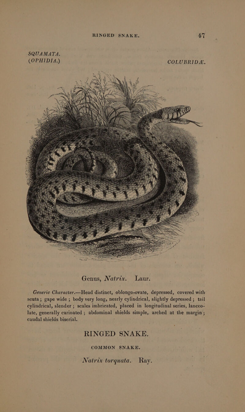 SQUAMATA. (OPHIDIA.) COLUBRID. { Ate x A AN \, \ Genus, Nairix. Laur. Generic Character.—Head distinct, oblongo-ovate, depressed, covered with scuta; gape wide ; body very long, nearly cylindrical, slightly depressed ; tail cylindrical, slender ; scales imbricated, placed in longitudinal series, lanceo- late, generally carinated ; abdominal shields simple, arched at the margin ; caudal shields biserial. RINGED SNAKE. COMMON SNAKE. Natrix torquata. Ray.