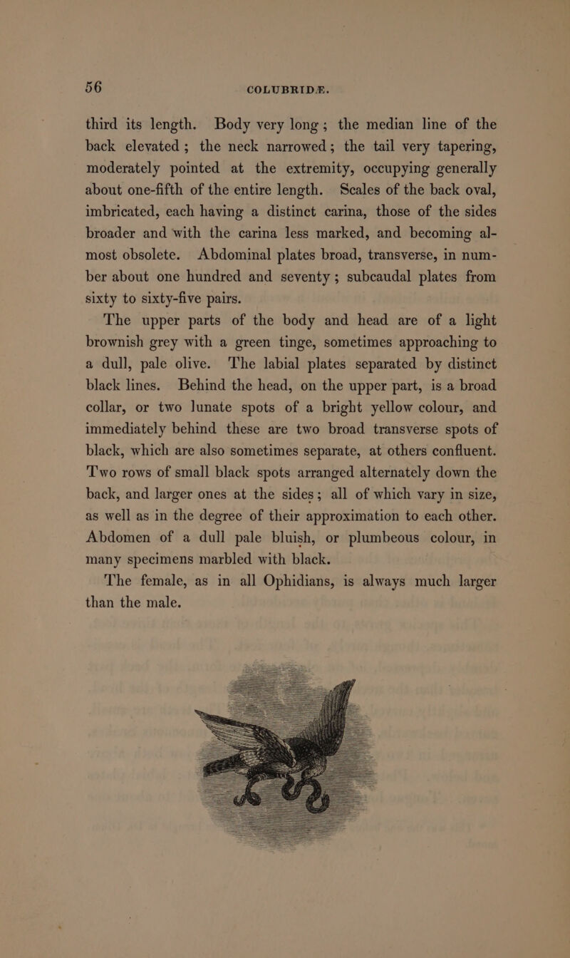 third its length. Body very long; the median line of the back elevated ; the neck narrowed; the tail very tapering, moderately pointed at the extremity, occupying generally about one-fifth of the entire length. Scales of the back oval, imbricated, each having a distinct carina, those of the sides broader and with the carina less marked, and becoming al- most obsolete. Abdominal plates broad, transverse, in num- ber about one hundred and seventy ; subcaudal plates from sixty to sixty-five pairs. The upper parts of the body and head are of a light brownish grey with a green tinge, sometimes approaching to a dull, pale olive. ‘The labial plates separated by distinct black lines. Behind the head, on the upper part, is a broad collar, or two lunate spots of a bright yellow colour, and immediately behind these are two broad transverse spots of black, which are also sometimes separate, at others confluent. ‘T'wo rows of small black spots arranged alternately down the back, and larger ones at the sides; all of which vary in size, as well as in the degree of their approximation to each other. Abdomen of a dull pale bluish, or plumbeous colour, in many specimens marbled with black. The female, as in all Ophidians, is always much larger than the male.