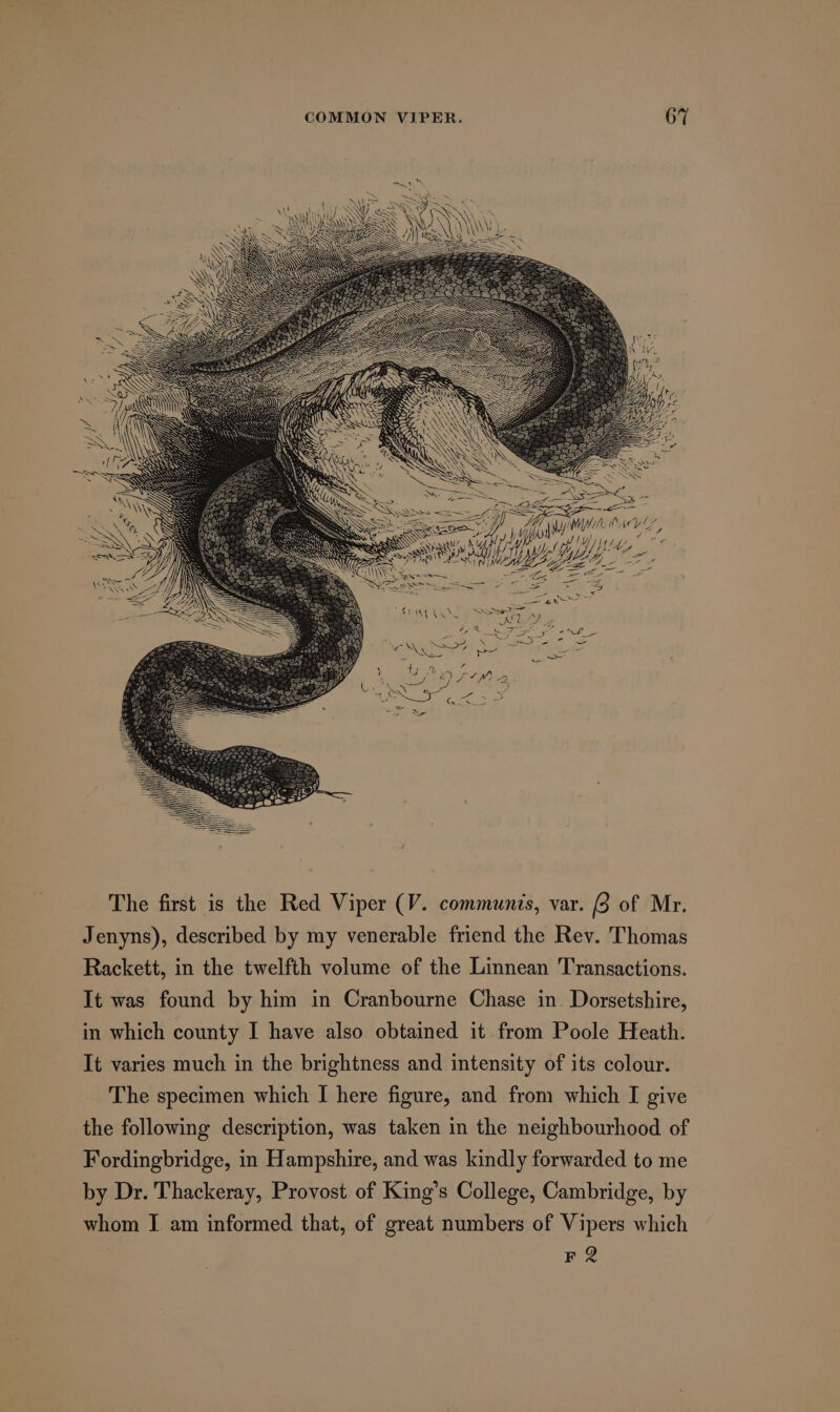 The first is the Red Viper (V. communis, var. (3 of Mr. Jenyns), described by my venerable friend the Rev. Thomas Rackett, in the twelfth volume of the Linnean Transactions. It was found by him in Cranbourne Chase in. Dorsetshire, in which county I have also obtained it. from Poole Heath. It varies much in the brightness and intensity of its colour. The specimen which I here figure, and from which I give the following description, was taken in the neighbourhood of Fordingbridge, in Hampshire, and was kindly forwarded to me by Dr. Thackeray, Provost of King’s College, Cambridge, by whom I am informed that, of great numbers of Vipers which F2