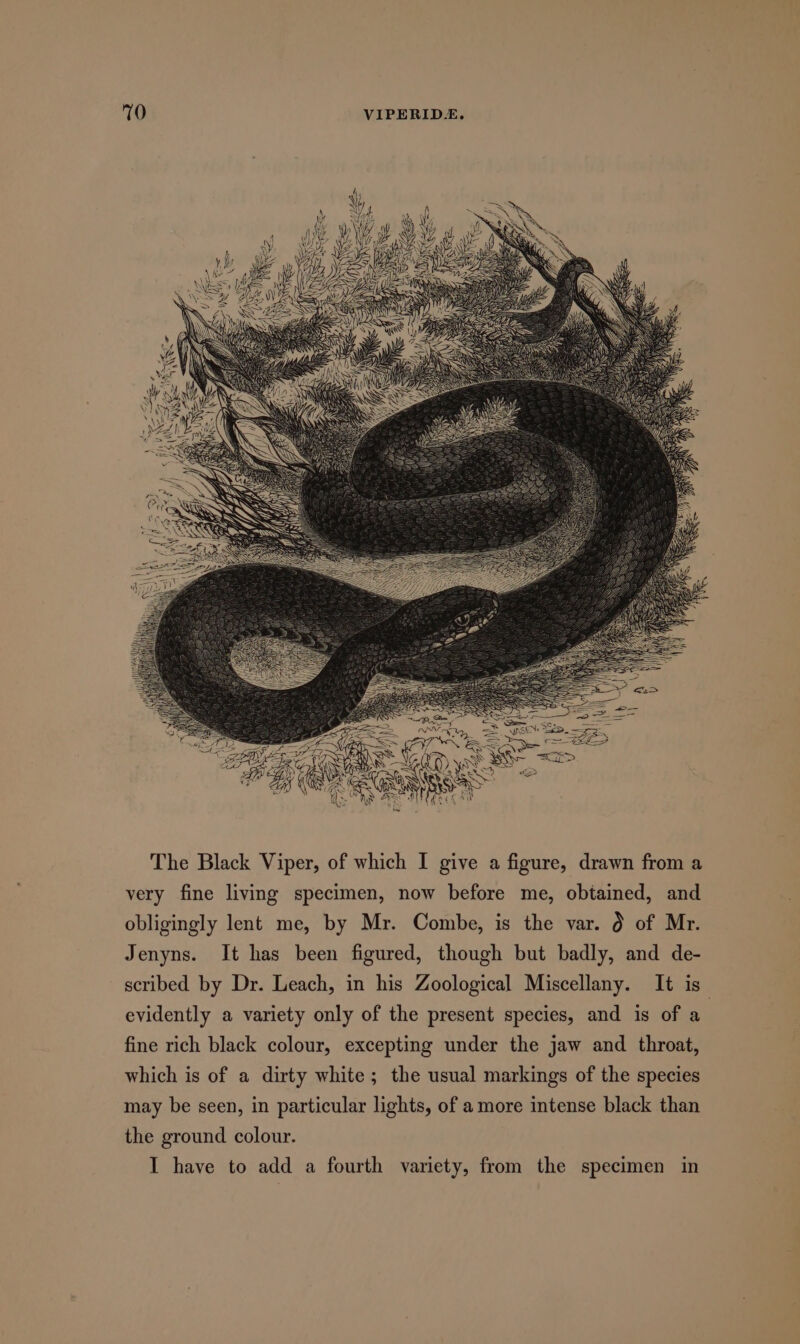 very fine living specimen, now before me, obtained, and obligingly lent me, by Mr. Combe, is the var. 0 of Mr. Jenyns. It has been figured, though but badly, and de- scribed by Dr. Leach, in his Zoological Miscellany. It is evidently a variety only of the present species, and is of a fine rich black colour, excepting under the jaw and throat, which is of a dirty white; the usual markings of the species may be seen, in particular lights, of amore intense black than the ground colour. I have to add a fourth variety, from the specimen in