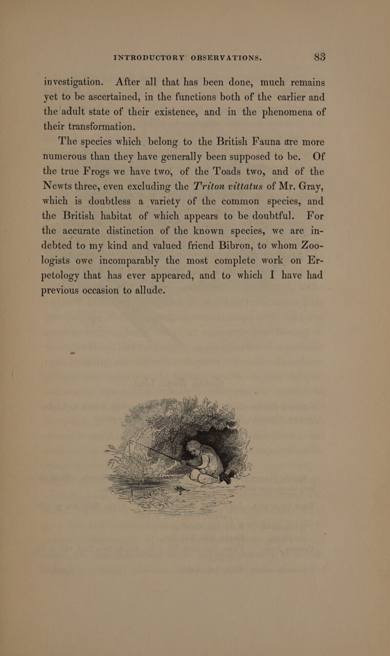 investigation. After all that has been done, much remains yet to be ascertained, in the functions both of the earlier and the adult state of their existence, and in the phenomena of their transformation. The species which, belong to the British Fauna are more numerous than they have generally been supposed to be. Of the true Frogs we have two, of the Toads two, and of the Newts three, even excluding the T'riton vittatus of Mr. Gray, which is doubtless a variety of the common species, and the British habitat of which appears to be doubtful. For the accurate distinction of the known species, we are in- debted to my kind and valued friend Bibron, to whom Zoo- logists owe incomparably the most complete work on Er- petology that has ever appeared, and to which I have had previous occasion to allude.