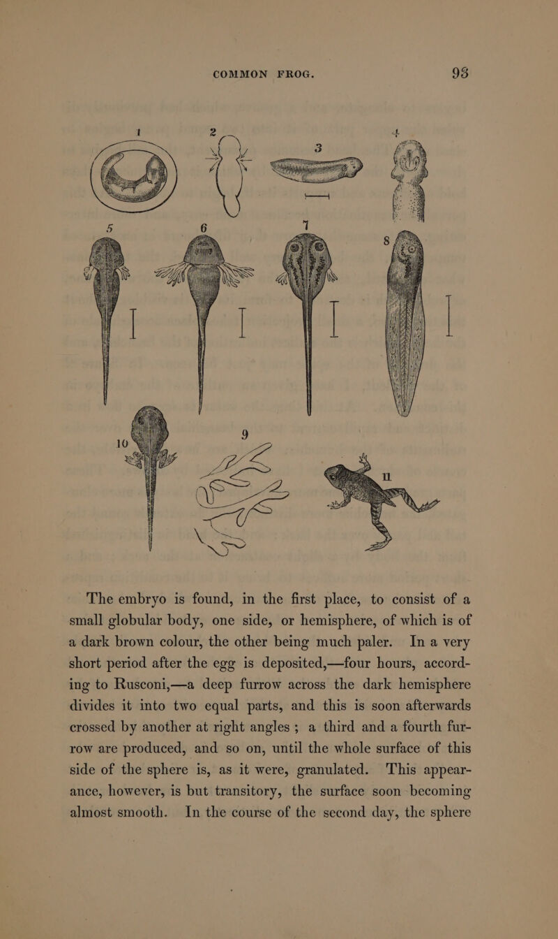 ——— ——- SSS SS The embryo is found, in the first place, to consist of a small globular body, one side, or hemisphere, of which is of a dark brown colour, the other being much paler. In a very short period after the egg is deposited,—four hours, accord- ing to Rusconi,—a deep furrow across the dark hemisphere divides it into two equal parts, and this is soon afterwards crossed by another at right angles ; a third and a fourth fur- row are produced, and so on, until the whole surface of this side of the sphere is, as it were, granulated. This appear- ance, however, is but transitory, the surface soon becoming almost smooth. In the course of the second day, the sphere