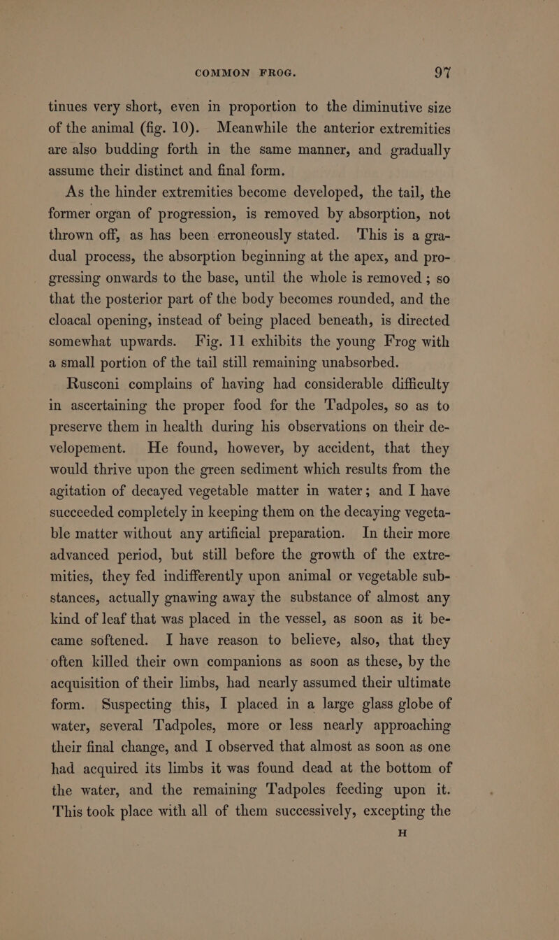tinues very short, even in proportion to the diminutive size of the animal (fig. 10). Meanwhile the anterior extremities are also budding forth in the same manner, and gradually assume their distinct and final form. As the hinder extremities become developed, the tail, the former organ of progression, is removed by absorption, not thrown off, as has been erroneously stated. This is a gra- dual process, the absorption beginning at the apex, and pro- gressing onwards to the base, until the whole is removed ; so that the posterior part of the body becomes rounded, and the cloacal opening, instead of being placed beneath, is directed somewhat upwards. Fig. 11 exhibits the young Frog with a small portion of the tail still remaining unabsorbed. Rusconi complains of having had considerable difficulty in ascertaining the proper food for the Tadpoles, so as to preserve them in health during his observations on their de- velopement. He found, however, by accident, that they would thrive upon the green sediment which results from the agitation of decayed vegetable matter in water; and I have succeeded completely in keeping them on the decaying vegeta- ble matter without any artificial preparation. In their more advanced period, but still before the growth of the extre- mities, they fed indifferently upon animal or vegetable sub- stances, actually gnawing away the substance of almost any kind of leaf that was placed in the vessel, as soon as it be- came softened. I have reason to believe, also, that they often killed their own companions as soon as these, by the acquisition of their limbs, had nearly assumed their ultimate form. Suspecting this, I placed in a large glass globe of water, several Tadpoles, more or less nearly approaching their final change, and I observed that almost as soon as one had acquired its limbs it was found dead at the bottom of the water, and the remaining Tadpoles feeding upon it. This took place with all of them successively, excepting the H