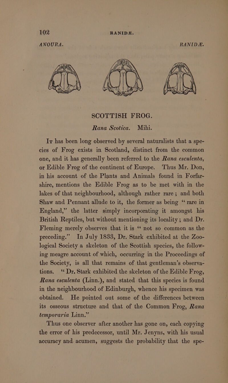 ANOURA. RANIDE. SCOTTISH FROG. Rana Scotica. Mihi. Ir has been long observed by several naturalists that a spe- cies of Frog exists in Scotland, distinct from the common one, and it has generally been referred to the Rana esculenta, or Edible Frog of the continent of Europe. Thus Mr. Don, in his account of the Plants and Animals found in Forfar- shire, mentions the Edible Frog as to be met with in the lakes of that neighbourhood, although rather rare; and both Shaw and Pennant allude to it, the former as being “rare in England,” the latter simply incorporating it amongst his British Reptiles, but without mentioning its locality ; and Dr. Fleming merely observes that it is ‘* not so common as the preceding.” In July 1833, Dr. Stark exhibited at the Zoo- logical Society a skeleton of the Scottish species, the follow- ing meagre account of which, occurring in the Proceedings of the Society, is all that remains of that gentleman’s observa- tions. ‘¢ Dr. Stark exhibited the skeleton of the Edible Frog, Rana esculenta (Linn.), and stated that this species is found in the neighbourhood of Edinburgh, whence his specimen was obtained. He pointed out some of the differences between its osseous structure and that of the Common Frog, Rana temporaria Linn.” Thus one observer after another has gone on, each copying the error of his predecessor, until Mr. Jenyns, with his usual accuracy and. acumen, suggests the probability that the spe-