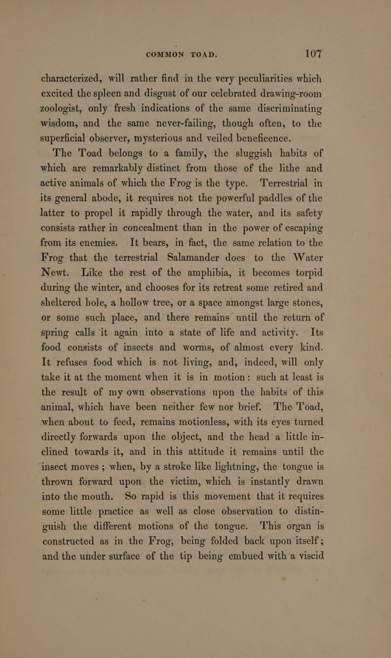 characterized, will rather find in the very peculiarities which excited the spleen and disgust of our celebrated drawing-room zoologist, only fresh indications of the same discriminating wisdom, and the same never-failing, though often, to the superficial observer, mysterious and veiled beneficence. The Toad belongs to a family, the sluggish habits of which are remarkably distinct from those of the lithe and active animals of which the Frog is the type. ‘Terrestrial in its general abode, it requires not the powerful paddles of the latter to propel it rapidly through the water, and its safety consists rather in concealment than in the power of escaping from its enemies. It bears, in fact, the same relation to the Frog that the terrestrial Salamander does to the Water Newt. Like the rest of the amphibia, it becomes torpid during the winter, and chooses for its retreat some retired and sheltered hole, a hollow tree, or a space amongst large stones, or some such place, and there remains until the return of spring calls it again into a state of life and activity. Its food consists of insects and worms, of almost every kind. It refuses food which is not living, and, indeed, will only take it at the moment when it is in motion: such at least is the result of my own observations upon the habits of this animal, which have been neither few nor brief. The Toad, when about to feed, remains motionless, with its eyes turned directly forwards upon the object, and the head‘a little in- clined towards it, and in this attitude it remains until the ‘insect moves ; when, by a stroke like lightning, the tongue is thrown forward upon the victim, which is instantly drawn into the mouth. So rapid is this movement that it requires some little practice as well as close observation to distin- guish the different motions of the tongue. This organ is constructed as in the Frog, being folded back upon itself ; and the under surface of the tip being embued with a viscid