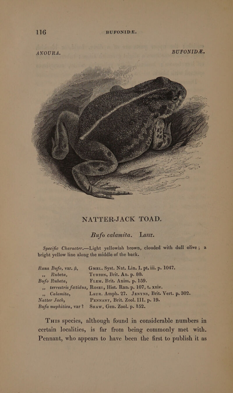 ANOURA. BUFONIDE. y Pie } Ci tsf| : ‘ | My ile U : : 4) i ap wily) i a | A Wh NATTER-JACK TOAD. Bufo calamita. Laur. Specific Character.—Light yellowish brown, clouded with dull olive; a bright yellow line along the middle of the back. Rana Bufo, var. B, Ge . Syst. Nat. Lin. I. pt. iil. p. 1047. », Rubeta, Turton, Brit. An. p. 80. Bufo Rubeta, Fem. Brit. Anim. p. 159. 5, terrestris fetidus, Roser, Hist. Ran. p. 107, t. xxiv. 5, Calamita, Laur. Amph. 27. Jenyns, Brit. Vert. p. 302. Natter Jack, Pennant, Brit. Zool. III. p. 19. Bufa mephitica, var? Suaw, Gen. Zool. p. 152. Tus species, although found in considerable numbers in certain localities, is far from being commonly met with. Pennant, who appears to have been the first to publish it as