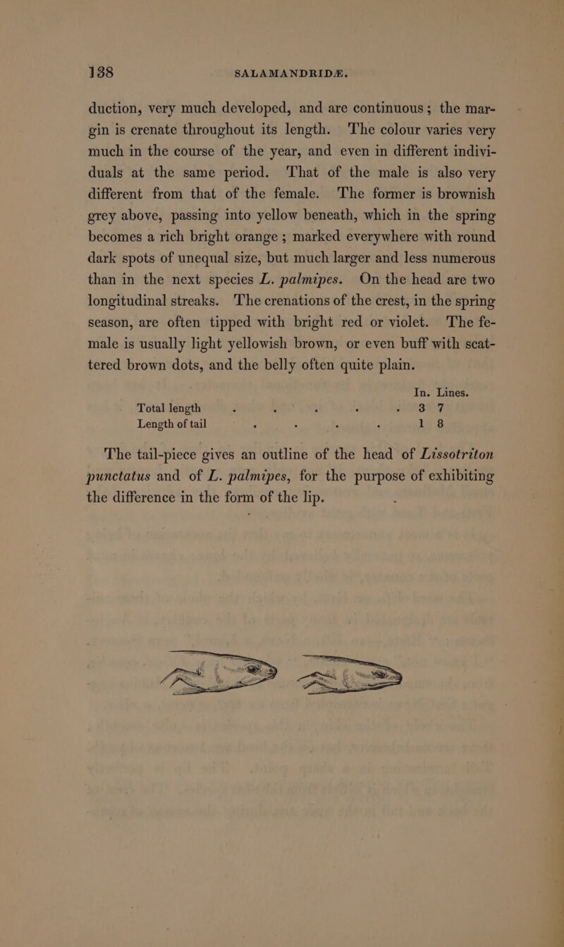 duction, very much developed, and are continuous; the mar- gin is crenate throughout its length. The colour varies very much in the course of the year, and even in different indivi- duals at the same period. ‘That of the male is also very different from that of the female. The former is brownish grey above, passing into yellow beneath, which in the spring becomes a rich bright orange ; marked everywhere with round dark spots of unequal size, but much larger and less numerous than in the next species L. palmipes. On the head are two longitudinal streaks. The crenations of the crest, in the spring season, are often tipped with bright red or violet. The fe- male is usually light yellowish brown, or even buff with scat- tered brown dots, and the belly often quite plain. In. Lines. Total length : . : ‘ see FT Length of tail : ; ‘ : 1 8 The tail-piece gives an outline of the head of Lissotriton punctatus and of L. palmipes, for the purpose of exhibiting the difference in the form of the lip.