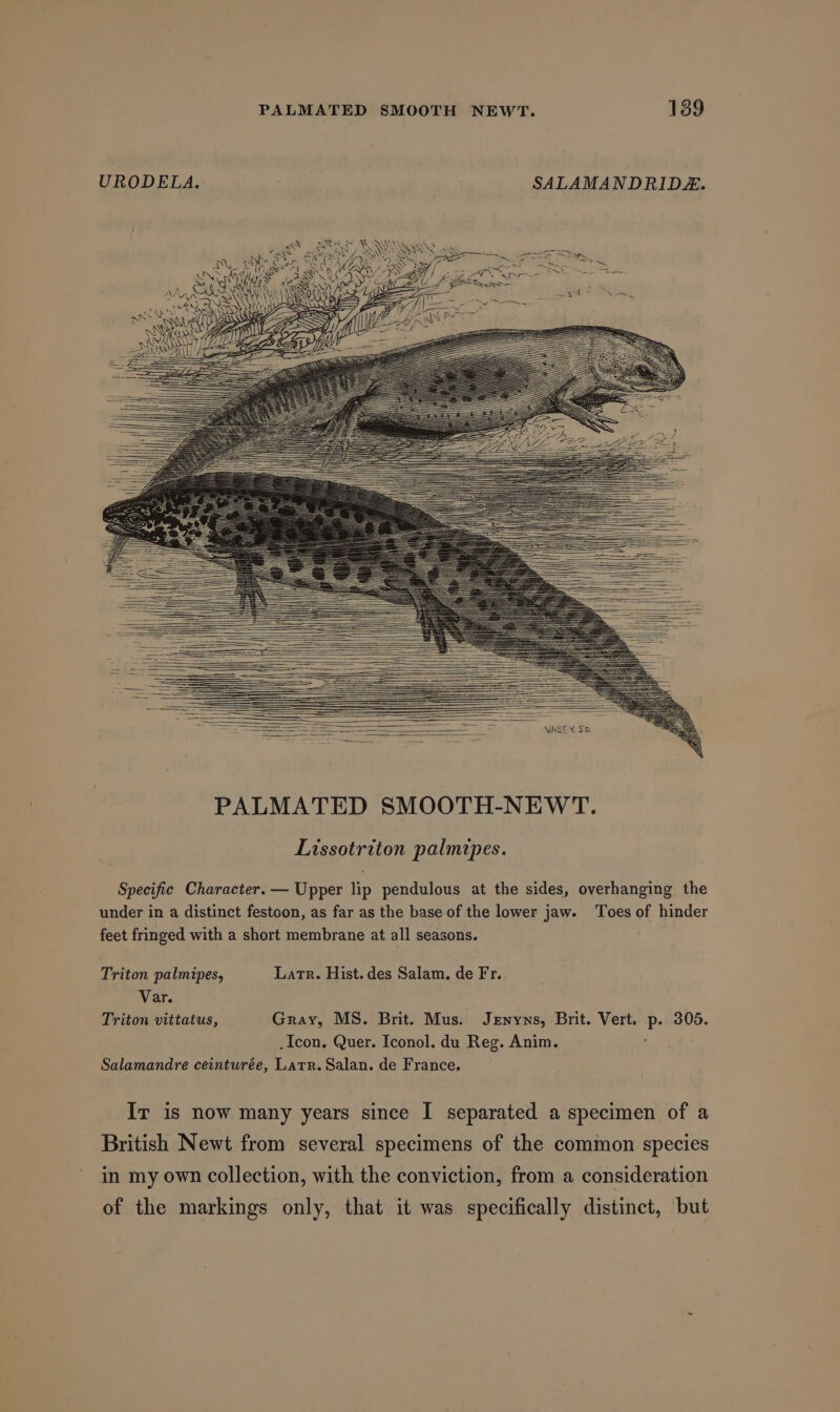 URODELA. SALAMANDRIDEZ. Specific Character. — Upper lip pendulous at the sides, overhanging the under in a distinct festoon, as far as the base of the lower jaw. ‘Toes of hinder feet fringed with a short membrane at all seasons. Triton palmipes, Latr. Hist. des Salam. de Fr. Var. Triton vittatus, Gray, MS. Brit. Mus. Jenyns, Brit. Vert. p. 305. .Icon. Quer. Iconol. du Reg. Anim. Salamandre ceinturée, Latr. Salan. de France. Ir is now many years since I separated a specimen of a British Newt from several specimens of the common species in my own collection, with the conviction, from a consideration of the markings only, that it was specifically distinct, but