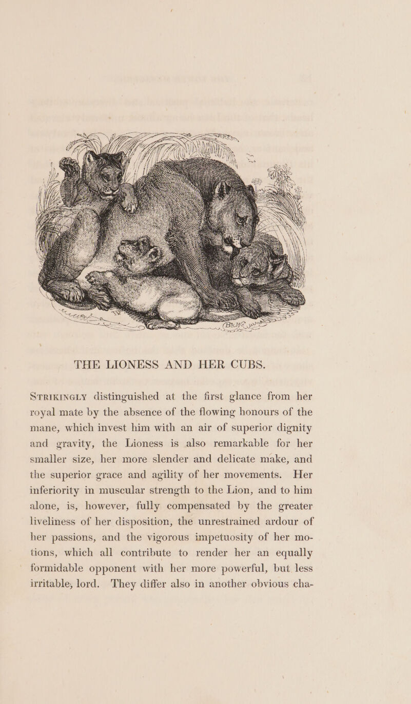 THE LIONESS AND HER CUBS. STRIKINGLY distinguished at the first glance from her royal mate by the absence of the flowing honours of the mane, which invest him with an air of superior dignity and gravity, the Lioness is also remarkable for her smaller size, her more slender and delicate make, and the superior grace and agility of her movements. Her inferiority in muscular strength to the Lion, and to him alone, is, however, fully compensated by the greater liveliness of her disposition, the unrestrained ardour of her passions, and the vigorous impetuosity of her mo- tions, which all contribute to render her an equally formidable opponent with her more powerful, but. less irritable, lord. They differ also in another obvious cha-