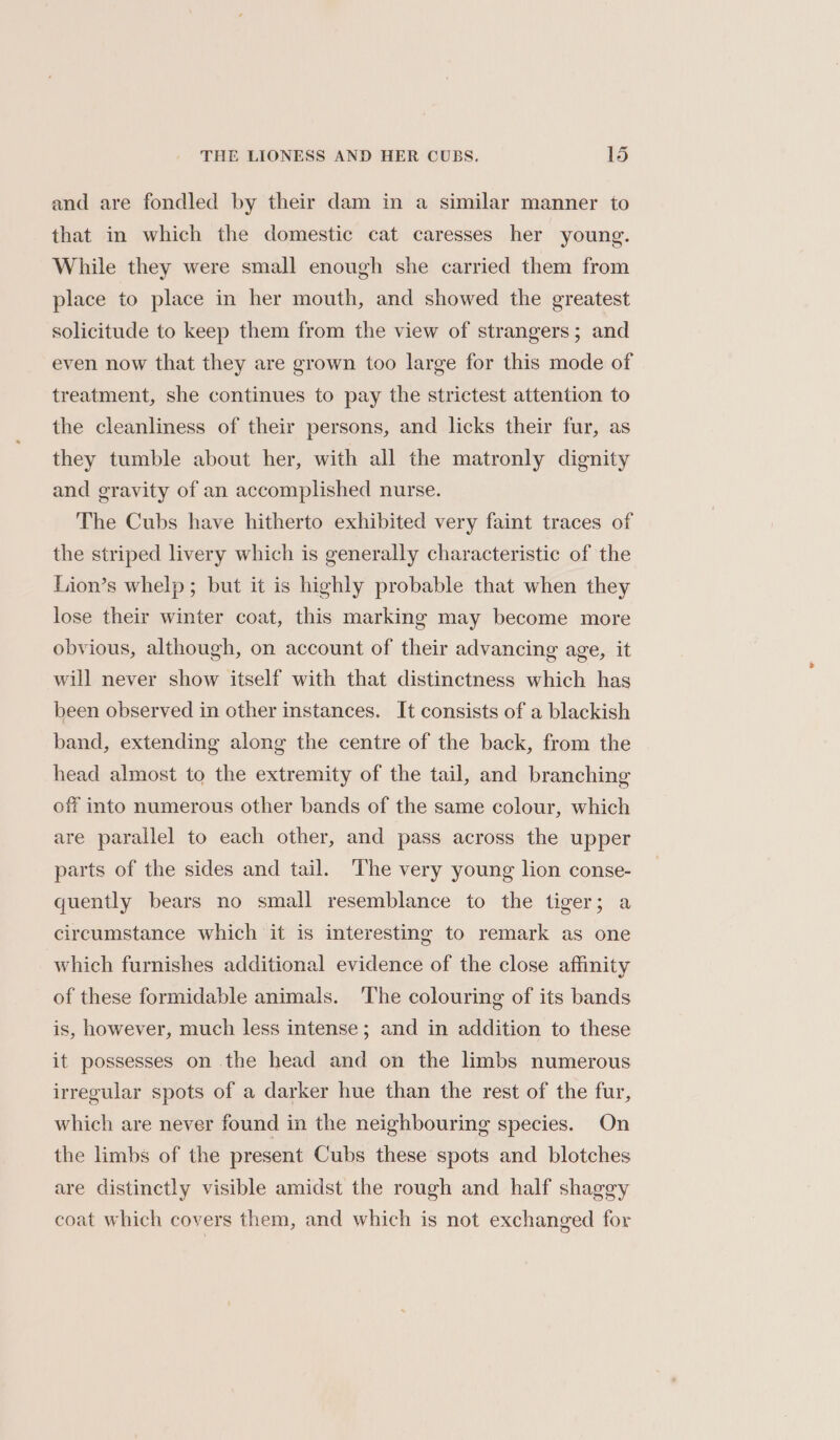 and are fondled by their dam in a similar manner to that in which the domestic cat caresses her young. While they were small enough she carried them from place to place in her mouth, and showed the greatest solicitude to keep them from the view of strangers; and even now that they are grown too large for this mode of treatment, she continues to pay the strictest attention to the cleanliness of their persons, and licks their fur, as they tumble about her, with all the matronly dignity and gravity of an accomplished nurse. The Cubs have hitherto exhibited very faint traces of the striped livery which is generally characteristic of the Lion’s whelp; but it is highly probable that when they lose their winter coat, this marking may become more obvious, although, on account of their advancing age, it will never show itself with that distinctness which has been observed in other instances. It consists of a blackish band, extending along the centre of the back, from the head almost to the extremity of the tail, and branching off into numerous other bands of the same colour, which are parallel to each other, and pass across the upper parts of the sides and tail. The very young lion conse- quently bears no small resemblance to the tiger; a circumstance which it is interesting to remark as one which furnishes additional evidence of the close affinity of these formidable animals. ‘The colouring of its bands is, however, much less intense; and in addition to these it possesses on the head and on the limbs numerous irregular spots of a darker hue than the rest of the fur, which are never found in the neighbouring species. On the limbs of the present Cubs these spots and blotches are distinctly visible amidst the rough and half shaggy coat which covers them, and which is not exchanged for