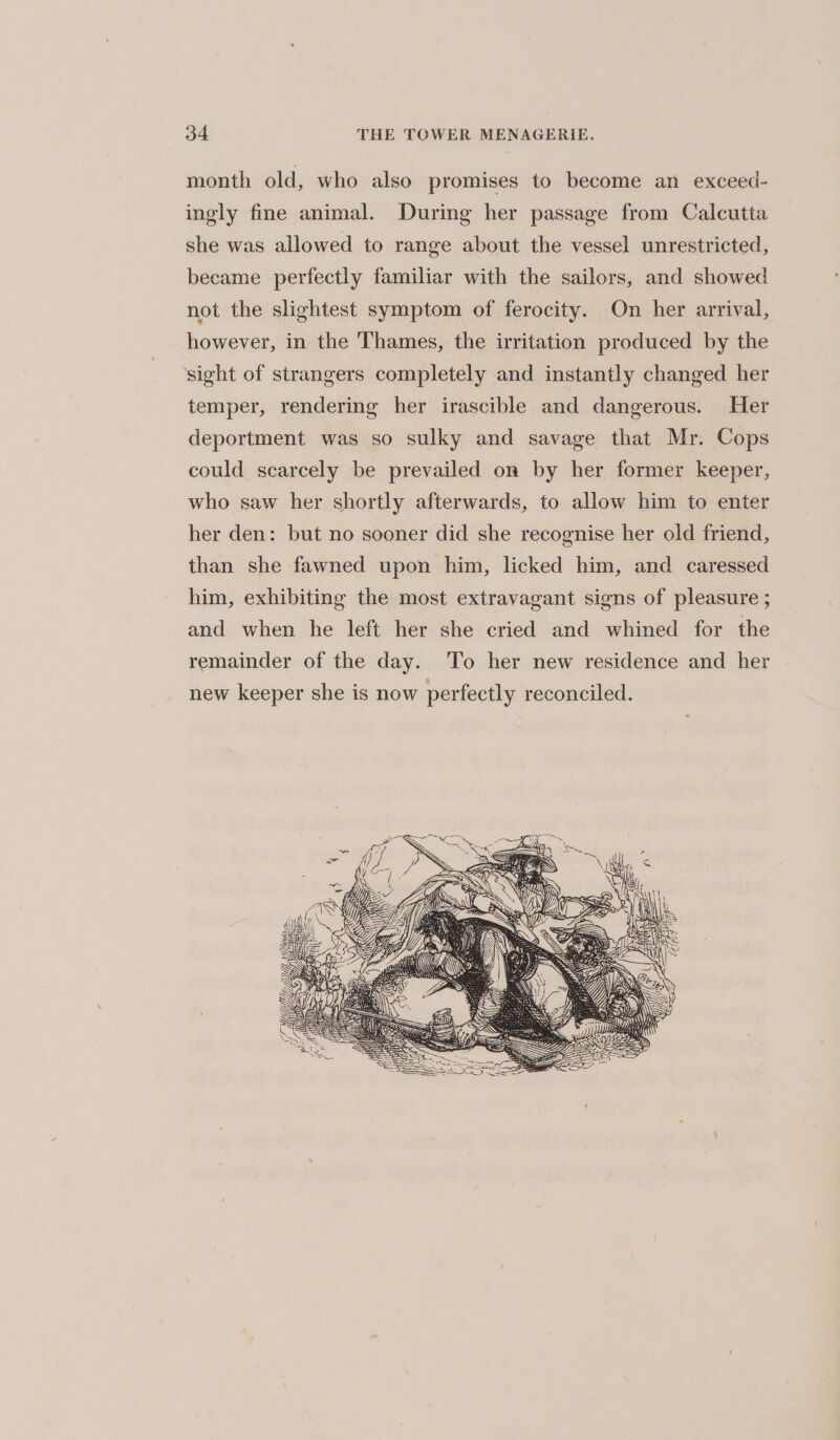 month old, who also promises to become an exceed- ingly fine animal. During her passage from Calcutta she was allowed to range about the vessel unrestricted, became perfectly familiar with the sailors, and showed not the slightest symptom of ferocity. On her arrival, however, in the Thames, the irritation produced by the ‘sight of strangers completely and instantly changed her temper, rendering her irascible and dangerous. Her deportment was so sulky and savage that Mr. Cops could scarcely be prevailed on by her former keeper, who saw her shortly afterwards, to allow him to enter her den: but no sooner did she recognise her old friend, than she fawned upon him, licked him, and caressed him, exhibiting the most extravagant signs of pleasure ; and when he left her she cried and whined for the remainder of the day. To her new residence and her new keeper she is now perfectly reconciled.