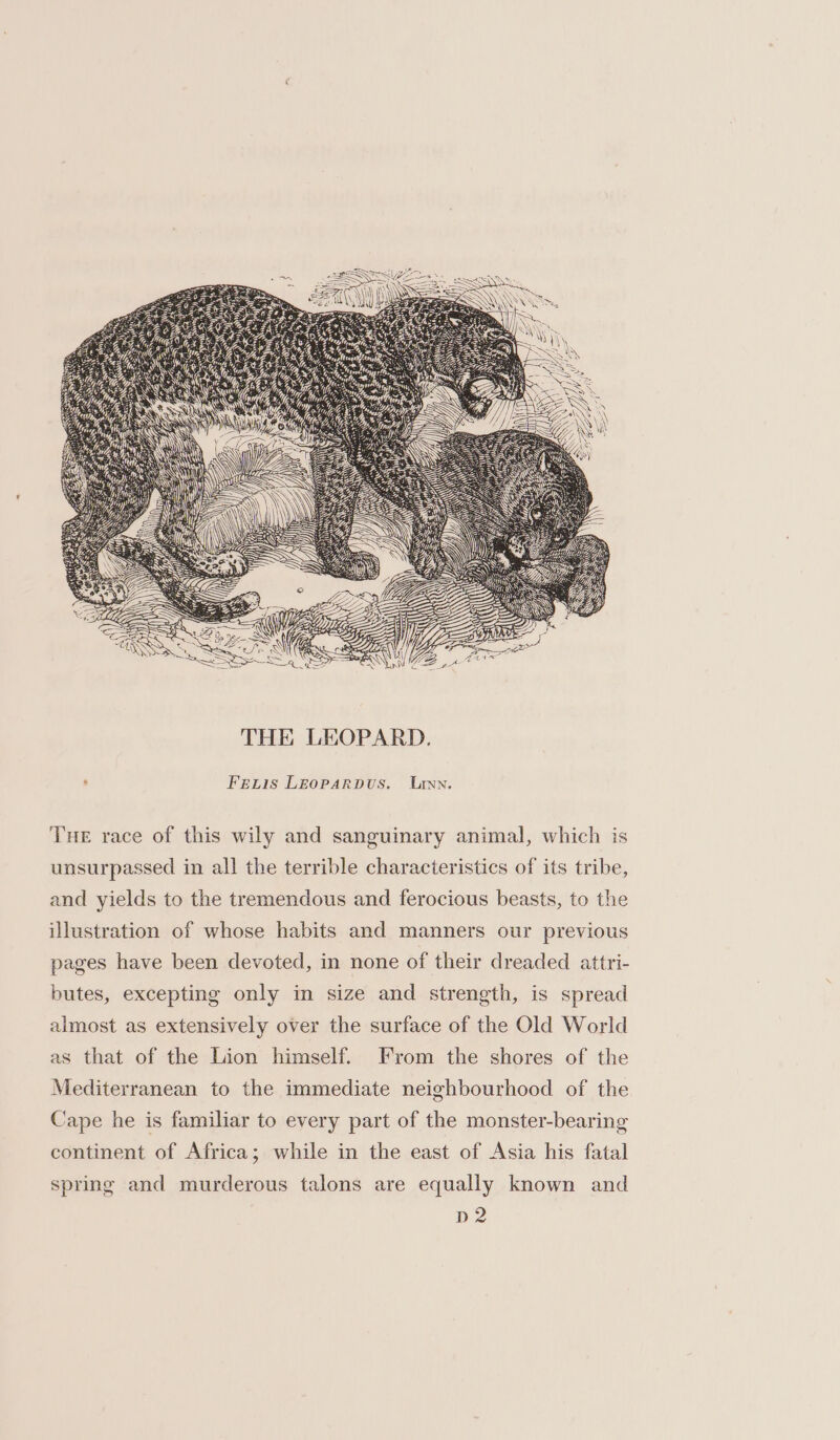 THE LEOPARD. ‘ FeELis LEoPARDUS. LUrtyn. THE race of this wily and sanguinary animal, which is unsurpassed in all the terrible characteristics of its tribe, and yields to the tremendous and ferocious beasts, to the illustration of whose habits and manners our previous pages have been devoted, in none of their dreaded attri- butes, excepting only in size and strength, is spread almost as extensively over the surface of the Old World as that of the Lion himself. From the shores of the Mediterranean to the immediate neighbourhood of the Cape he is familiar to every part of the monster-bearing continent of Africa; while in the east of Asia his fatal spring and murderous talons are equally known and D2