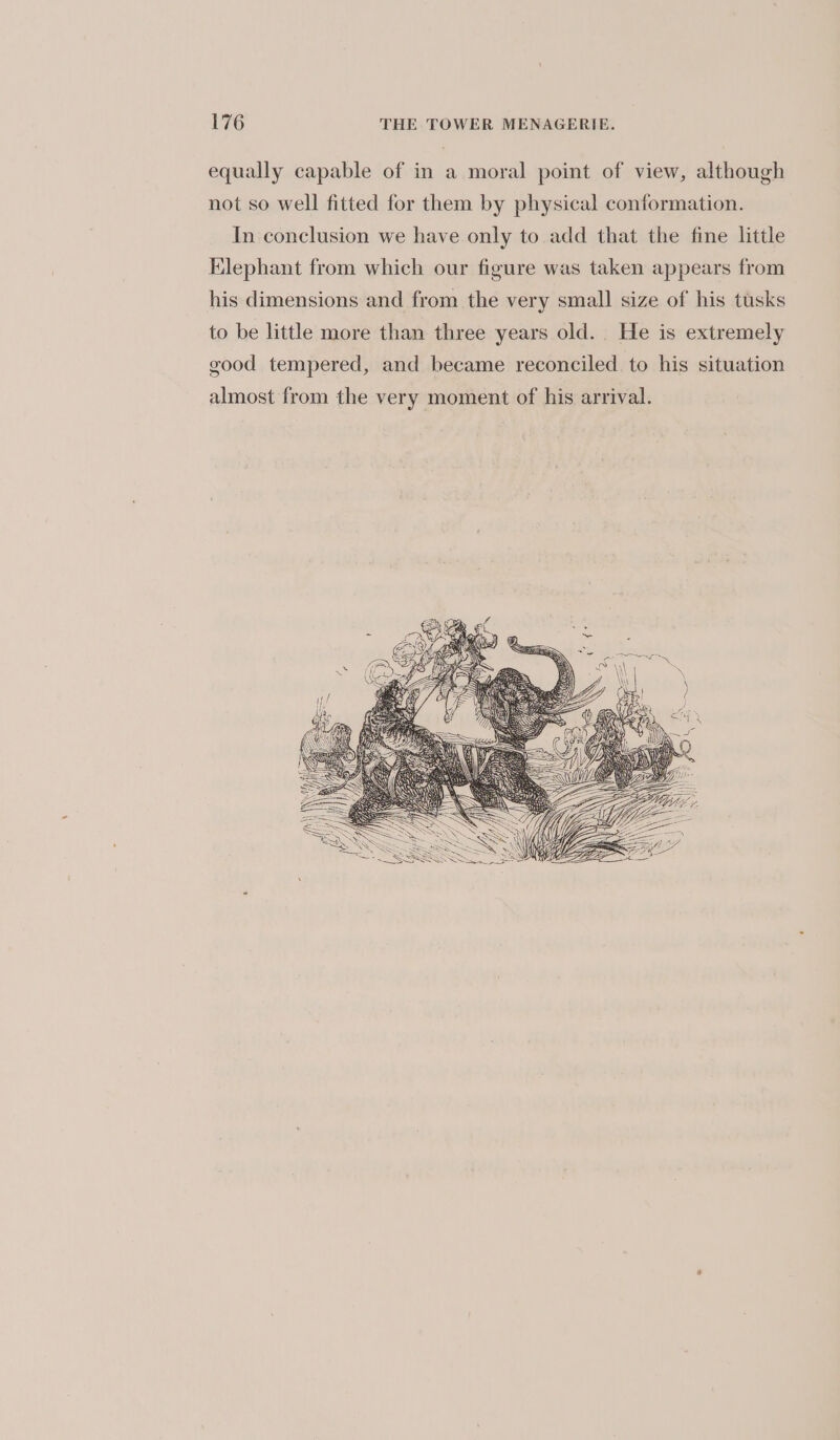 equally capable of in a moral point of view, although not so well fitted for them by physical conformation. In conclusion we have only to add that the fine little Elephant from which our figure was taken appears from his dimensions and from the very small size of his tusks to be little more than three years old. He is extremely good tempered, and became reconciled. to his situation almost from the very moment of his arrival.
