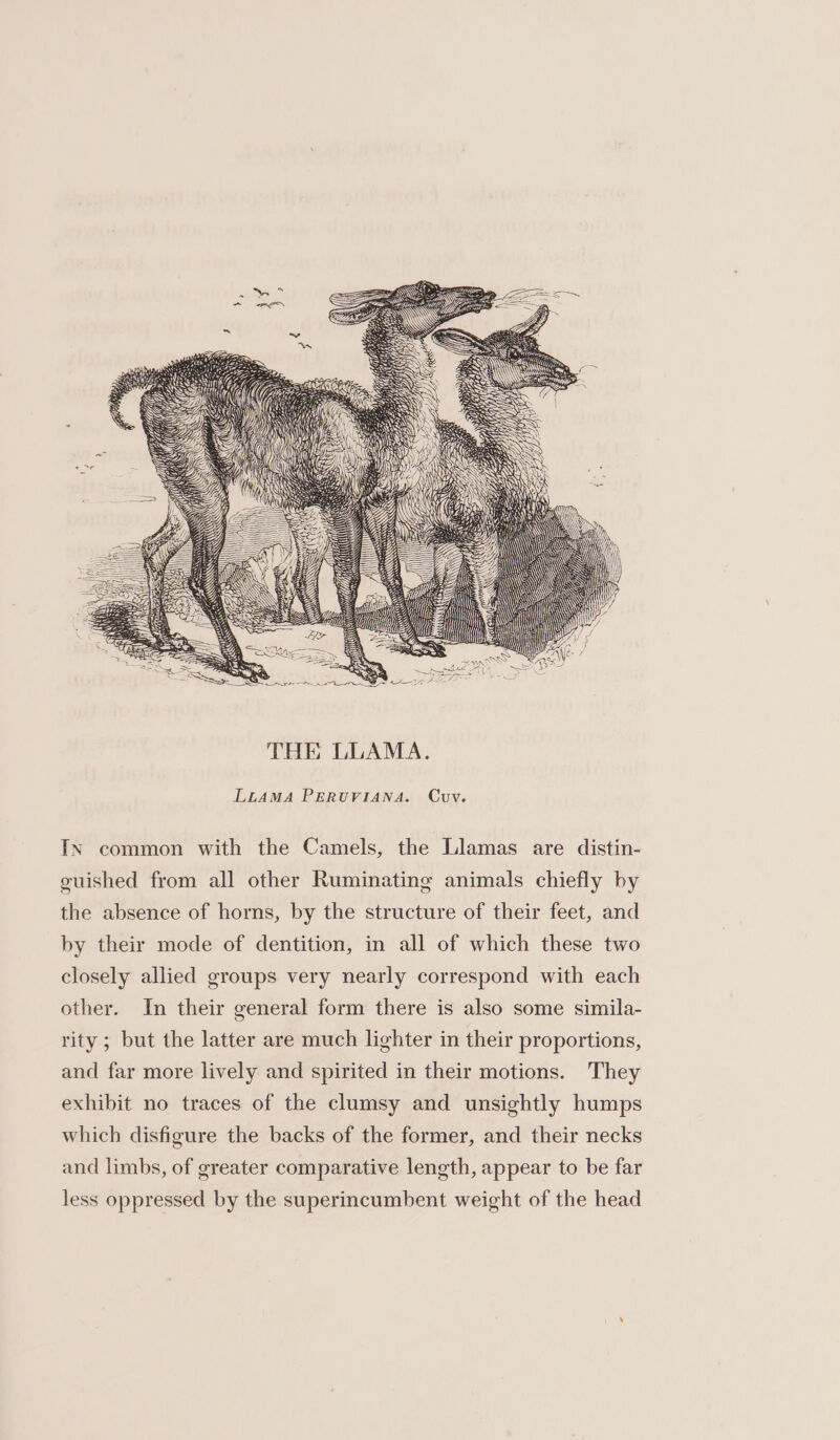 37/ ay 7) il @ a LLAMA PERUVIANA. Cvv. In common with the Camels, the Llamas are distin- guished from all other Ruminating animals chiefly by the absence of horns, by the structure of their feet, and by their mode of dentition, in all of which these two closely allied groups very nearly correspond with each other. In their general form there is also some simila- rity ; but the latter are much lighter in their proportions, and far more lively and spirited in their motions. They exhibit no traces of the clumsy and unsightly humps which disfigure the backs of the former, and their necks and limbs, of greater comparative length, appear to be far less oppressed by the superincumbent weight of the head