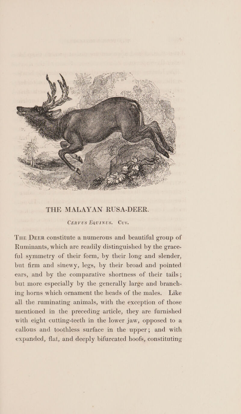 THE MALAYAN RUSA-DEER. CERVUS EQuiINnus. Cuv. THe Deer constitute a numerous and beautiful group of Ruminants, which are readily distinguished by the grace- ful symmetry of their form, by their long and slender, but firm and sinewy, legs, by their broad and pointed ears, and by the comparative shortness of their tails; but more especially by the generally large and branch- ing horns which ornament the heads of the males. Like all the ruminating animals, with the exception of those mentioned in the preceding article, they are furnished with eight cutting-teeth in the lower jaw, opposed to a callous and toothless surface in the upper; and with expanded, flat, and deeply bifurcated hoofs, constituting