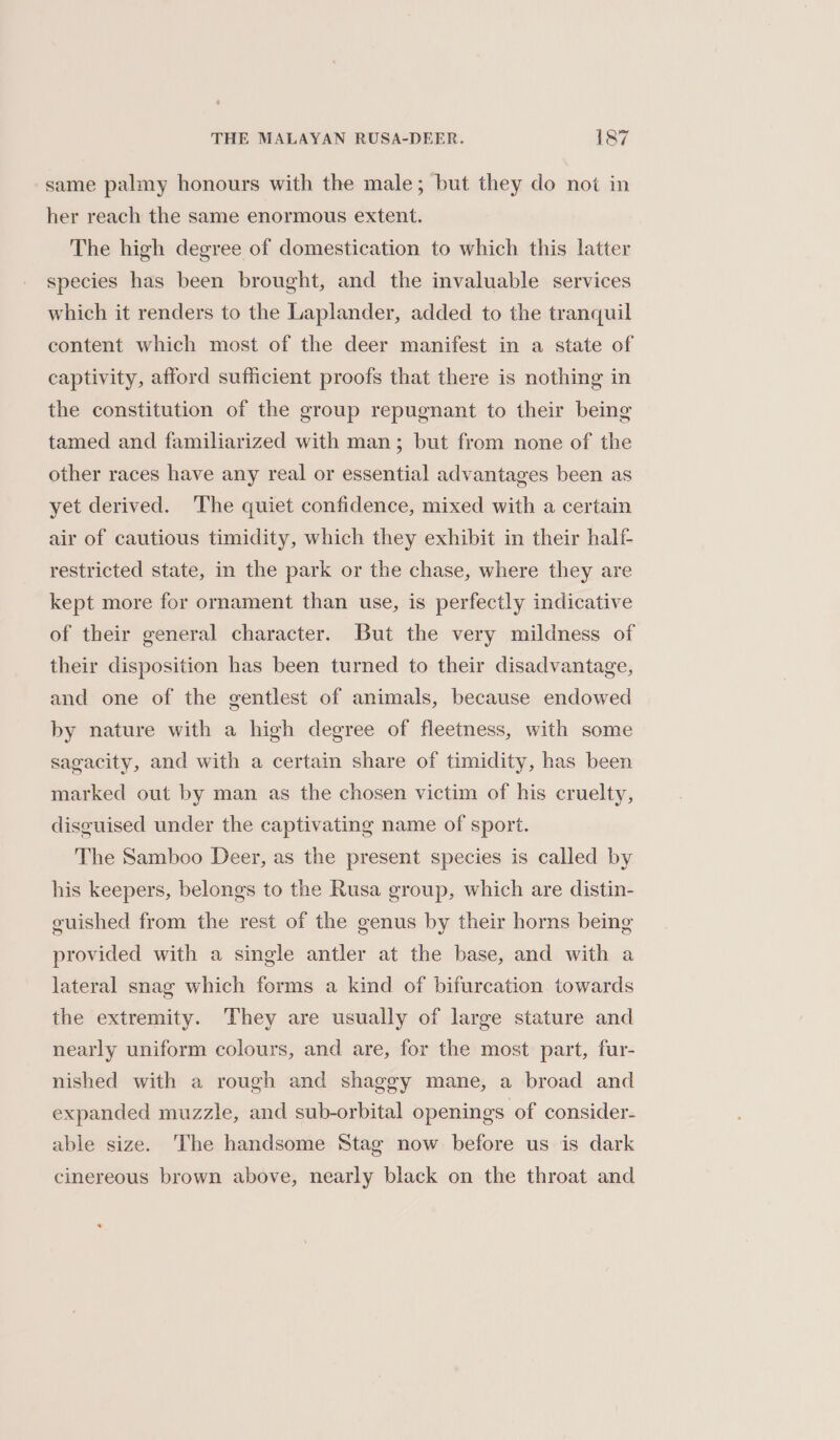 same palmy honours with the male; but they do not in her reach the same enormous extent. The high degree of domestication to which this latter species has been brought, and the invaluable services which it renders to the Laplander, added to the tranquil content which most of the deer manifest in a state of captivity, afford sufficient proofs that there is nothing in the constitution of the group repugnant to their being tamed and familiarized with man; but from none of the other races have any real or essential advantages been as yet derived. ‘The quiet confidence, mixed with a certain air of cautious timidity, which they exhibit in their half- restricted state, in the park or the chase, where they are kept more for ornament than use, is perfectly indicative of their general character. But the very mildness of their disposition has been turned to their disadvantage, and one of the gentlest of animals, because endowed by nature with a high degree of fleetness, with some sagacity, and with a certain share of timidity, has been marked out by man as the chosen victim of his cruelty, disguised under the captivating name of sport. The Samboo Deer, as the present species is called by his keepers, belongs to the Rusa group, which are distin- guished from the rest of the genus by their horns being provided with a single antler at the base, and with a lateral snag which forms a kind of bifurcation towards the extremity. They are usually of large stature and nearly uniform colours, and are, for the most part, fur- nished with a rough and shaggy mane, a broad and expanded muzzle, and sub-orbital openings of consider- able size. The handsome Stag now before us is dark cinereous brown above, nearly black on the throat and