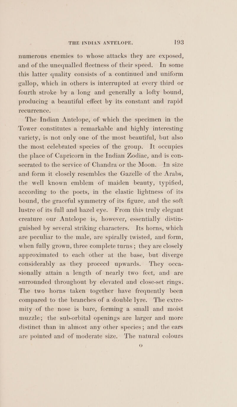 numerous enemies to whose attacks they are exposed, and of the unequalled fleetness of their speed. In some this latter quality consists of a continued and uniform gallop, which in others is interrupted at every third or fourth stroke by a long and generally a lofty bound, producing a beautiful effect by its constant and rapid recurrence. ~The Indian Antelope, of which the specimen in the Tower constitutes a remarkable and highly interesting variety, is not only one of the most beautiful, but also the most celebrated species of the group. It occupies the place of Capricorn in the Indian Zodiac, and is con- secrated to the service of Chandra or the Moon. In size and form it closely resembles the Gazelle of the Arabs, the well known emblem of maiden beauty, typified, according to the poets, in the elastic lightness of its bound, the graceful symmetry of its figure, and the soft lustre of its full and hazel eye. From this truly elegant creature our Antelope is, however, essentially distin- guished by several striking characters. Its horns, which are peculiar to the male, are spirally twisted, and form, when fully grown, three complete turns; they are closely approximated to each other at the base, but diverge considerably as they proceed upwards. They occa- sionally attain a length of nearly two feet, and are surrounded throughout by elevated and close-set rings. The two horns taken together have frequently been compared to the branches of a double lyre. The extre- mity of the nose is bare, forming a small and moist muzzle; the sub-orbital openings are larger and more distinct than in almost any other species; and the ears are pointed and of moderate size. ‘The natural colours O
