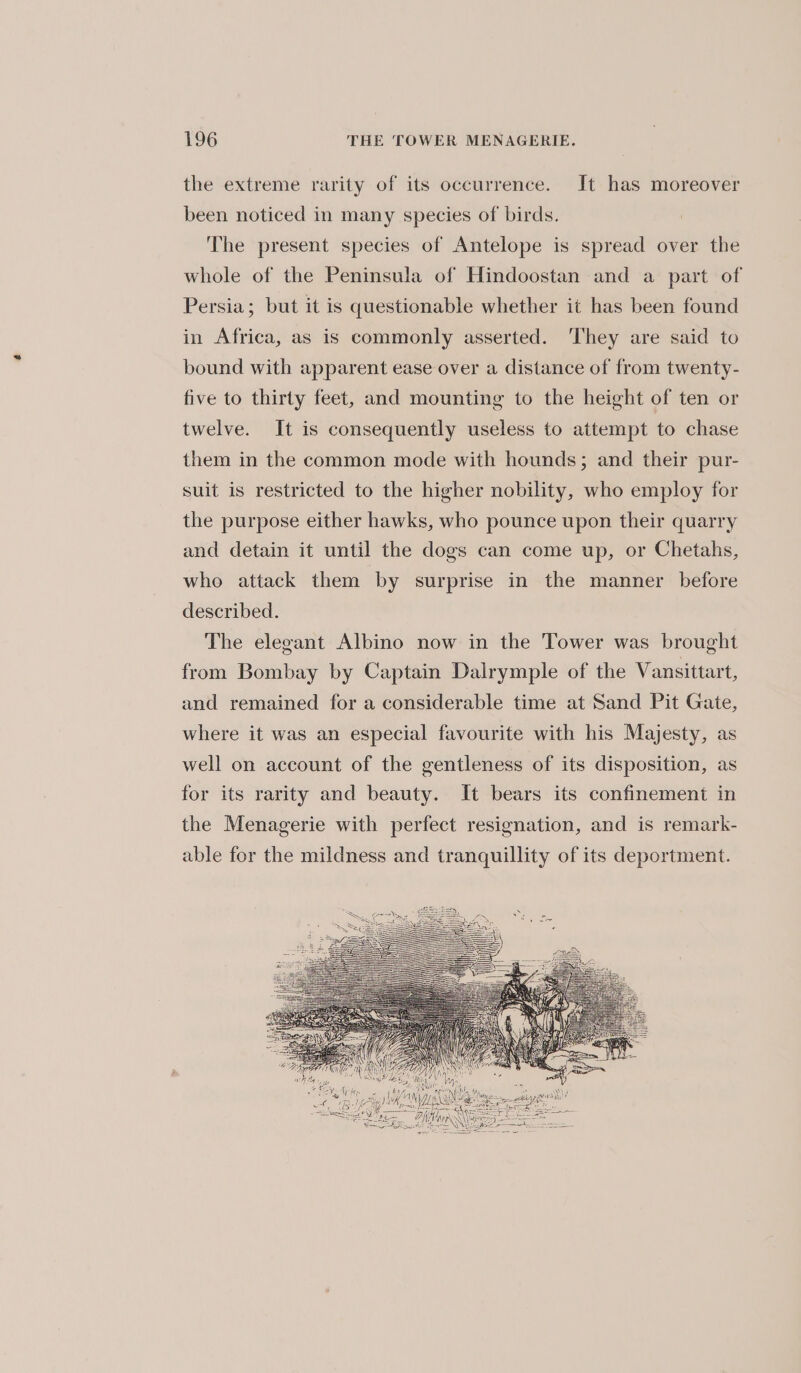 the extreme rarity of its occurrence. It has moreover been noticed in many species of birds. The present species of Antelope is spread over the whole of the Peninsula of Hindoostan and a part of Persia; but it is questionable whether it has been found in Africa, as is commonly asserted. ‘They are said to bound with apparent ease over a distance of from twenty- five to thirty feet, and mounting to the height of ten or twelve. It is consequently useless to attempt to chase them in the common mode with hounds; and their pur- suit is restricted to the higher nobility, who employ for the purpose either hawks, who pounce upon their quarry and detain it until the dogs can come up, or Chetahs, who attack them by surprise in the manner before described. The elegant Albino now in the Tower was brought from Bombay by Captain Dalrymple of the Vansittart, and remained for a considerable time at Sand Pit Gate, where it was an especial favourite with his Majesty, as well on account of the gentleness of its disposition, as for its rarity and beauty. It bears its confinement in the Menagerie with perfect resignation, and is remark- able for the mildness and tranquillity of its deportment.