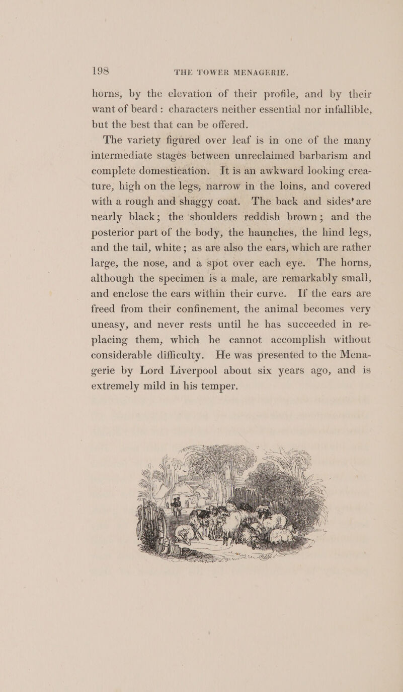 horns, by the elevation of their profile, and by their want of beard: characters neither essential nor infallible, but the best that can be offered. The variety figured over leaf is in one of the many intermediate stages between unreclaimed barbarism and complete domestication. It is an awkward looking crea- ture, high on the lees, narrow in the loins, and covered with a rough and shaggy coat. The back and sides’ are nearly black; the ‘shoulders reddish brown; and the posterior part of the body, the haunches, the hind legs, and the tail, white; as are also the ears, which are rather large, the nose, and a spot over each eye. The horns, although the specimen is a male, are remarkably small, and enclose the ears within their curve. If the ears are freed from their confinement, the animal becomes very uneasy, and never rests until he has succeeded in re- placing them, which he cannot accomplish without considerable difficulty. He was presented to the Mena- gerie by Lord Liverpool about six years ago, and is extremely mild in his temper.