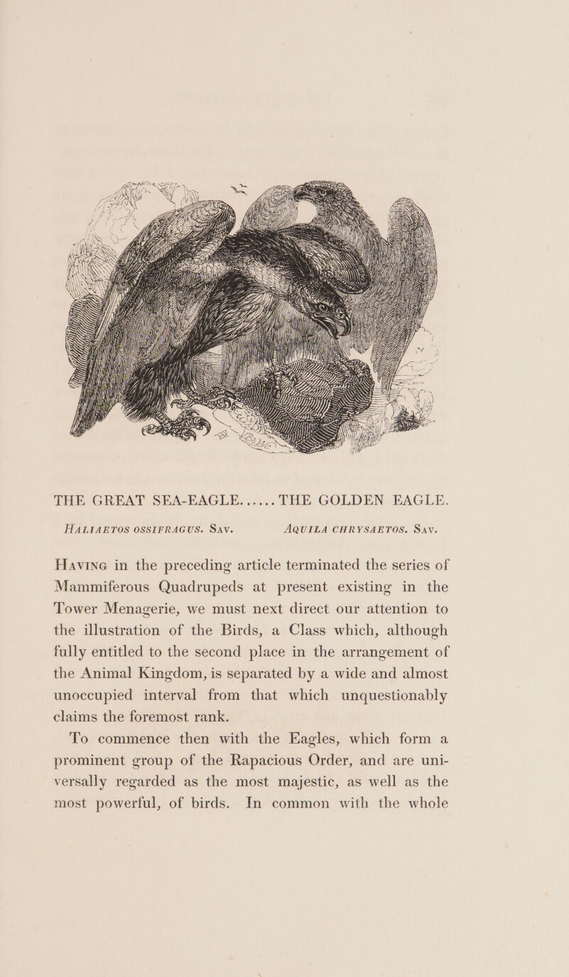 THE GREAT SEA-EAGLE...... THE GOLDEN EAGLE. HALIAETOS OSSIFRAGUS. Sav. AQUILA CHRYSAETOS. Sav. Havine in the preceding article terminated the series of Mammiferous Quadrupeds at present existing in the Tower Menagerie, we must next direct our attention to the illustration of the Birds, a Class which, although fully entitled to the second place in the arrangement of the Animal Kingdom, is separated by a wide and almost unoccupied interval from that which unquestionably claims the foremost rank. To commence then with the Eagles, which form a prominent group of the Rapacious Order, and are uni- versally regarded as the most majestic, as well as the most powerful, of birds. In common with the whole