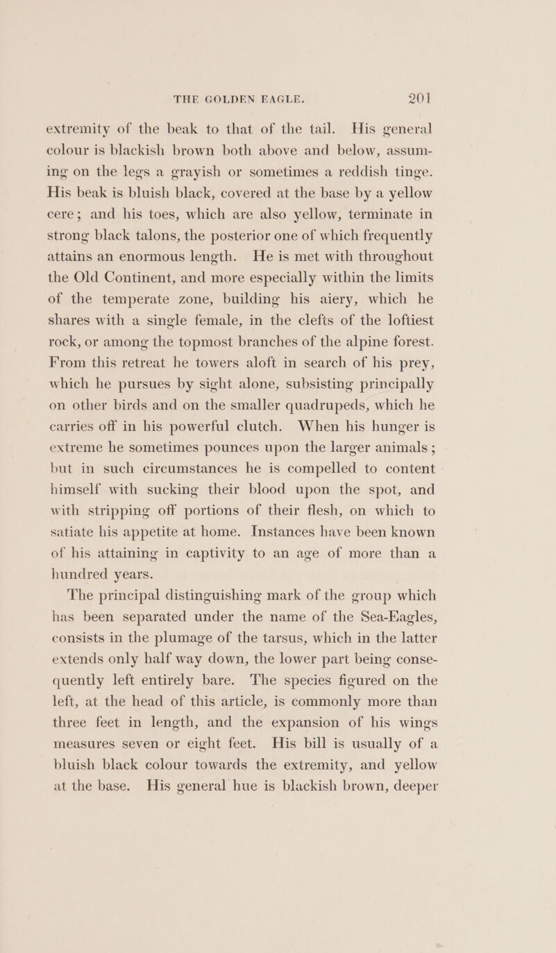 THE GOLDEN EAGLE. 20) extremity of the beak to that of the tail. His general colour is blackish brown both above and below, assum- ing on the legs a grayish or sometimes a reddish tinge. His beak is bluish black, covered at the base by a yellow cere; and his toes, which are also yellow, terminate in strong black talons, the posterior one of which frequently attains an enormous length. He is met with throughout the Old Continent, and more especially within the limits of the temperate zone, building his aiery, which he shares with a single female, in the clefts of the loftiest rock, or among the topmost branches of the alpine forest. From this retreat he towers aloft in search of his prey, which he pursues by sight alone, subsisting principally on other birds and on the smaller quadrupeds, which he carries off in his powerful clutch. When his hunger is extreme he sometimes pounces upon the larger animals ; but in such circumstances he is compelled to content himself with sucking their blood upon the spot, and with stripping off portions of their flesh, on which to satiate his appetite at home. Instances have been known of his attaining in captivity to an age of more than a hundred years. The principal distinguishing mark of the group which has been separated under the name of the Sea-Eagles, consists in the plumage of the tarsus, which in the latter extends only half way down, the lower part being conse- quently left entirely bare. The species figured on the left, at the head of this article, is commonly more than three feet in length, and the expansion of his wings measures seven or eight feet. His bill is usually of a bluish black colour towards the extremity, and yellow at the base. His general hue is blackish brown, deeper