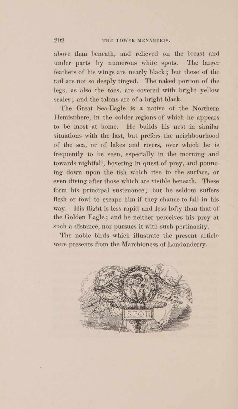 above than beneath, and relieved on the breast and under parts by numerous white spots. The larger feathers of his wings are nearly black; but those of the tail are not so deeply tinged. ‘The naked portion of the legs, as also the toes, are covered with bright yellow scales ; and the talons are of a bright black. The Great Sea-Eagle is a native of the Northern Hemisphere, in the colder regions of which he appears to be most at home. He builds his nest in similar situations with the last, but prefers the neighbourhood of the sea, or of lakes and rivers, over which he is frequently to be seen, especially in the morning and towards nightfall, hovering in quest of prey, and pounc- ing down upon the fish which rise to the surface, or even diving after those which are visible beneath. These form his principal sustenance; but he seldom suffers flesh or fowl to escape him if they chance to fall in his way. His flight is less rapid and less lofty than that of the Golden Eagle; and he neither perceives his prey at such a distance, nor pursues it with such pertinacity. The noble birds which illustrate the present article were presents from the Marchioness of Londonderry.