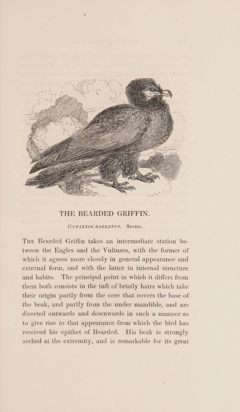 GYPAETOS BARBATUS. STORR. THe Bearded Griffin takes an intermediate station be- tween the Eagles and the Vultures, with the former of which it agrees more closely in general appearance and external form, and with the latter in internal structure and habits. The principal point in which it differs from them both consists in the tuft of bristly hairs which take their origin partly from the cere that covers the base of the beak, and partly from the under mandible, and are directed outwards and downwards in such a manner as to give rise to that appearance from which the bird has received his epithet of Bearded. His beak is strongly arched at the extremity, and is remarkable for its great