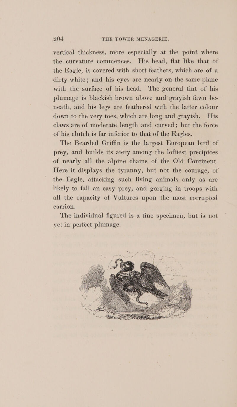 vertical thickness, more especially at the point where the curvature commences. His head, flat like that of the Eagle, is covered with short feathers, which are of a dirty white; and his eyes are nearly on the same plane with the surface of his head. The general tint of his plumage is blackish brown above and grayish fawn be- neath, and his legs are feathered with the latter colour down to the very toes, which are long and grayish. His claws are of moderate length and curved; but the force of his clutch is far inferior to that of the Eagles. The Bearded Griffin is the largest European bird of prey, and builds its aiery among the loftiest precipices of nearly all the alpine chains of the Old Continent. Here it displays the tyranny, but not the courage, of the Eagle, attacking such living animals only as are likely to fall an easy prey, and gorging in troops with all the rapacity of Vultures upon the most corrupted carrion. The individual figured is a fine specimen, but is not yet in perfect plumage.