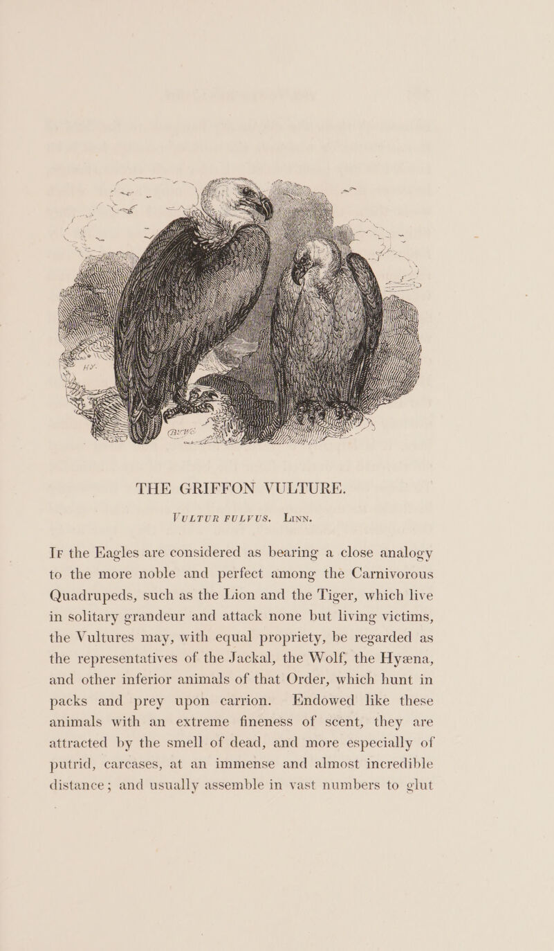 VULTUR FULYUS. Linn. IF the Eagles are considered as bearing a close analogy to the more noble and perfect among the Carnivorous Quadrupeds, such as the Lion and the Tiger, which live in solitary grandeur and attack none but living victims, the Vultures may, with equal propriety, be regarded as the representatives of the Jackal, the Wolf, the Hyena, and other inferior animals of that Order, which hunt in packs and prey upon carrion. Endowed like these animals with an extreme fineness of scent, they are attracted by the smell of dead, and more especially of putrid, carcases, at an immense and almost incredible distance; and usually assemble in vast numbers to glut