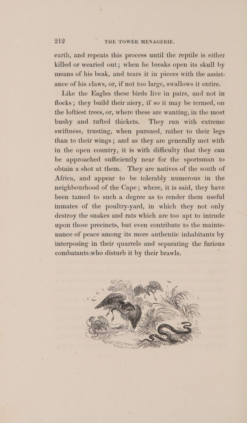 earth, and repeats this process until the reptile is either killed or wearied out; when he breaks open its skull by means of his beak, and tears it in pieces with the assist- ance of his claws, or, if not too large, swallows it entire. Like the Eagles these birds live in pairs, and not in flocks; they build their aiery, if so it may be termed, on the loftiest trees, or, where these are wanting, in the most bushy and tufted thickets. They run with extreme swiftness, trusting, when pursued, rather to their legs than to their wings; and as they are generally met with in the open country, it is with difficulty that they can be approached sufficiently near for the sportsman to obtain a shot at them. They are natives of the south of Africa, and appear to be tolerably numerous in the neighbourhood of the Cape; where, it is said, they have been tamed to such a degree as to render them useful inmates of the poultry-yard, in which they not only destroy the snakes and rats which are too apt to intrude upon those precincts, but even contribute to the mainte- nance of peace among its more authentic inhabitants by interposing in their quarrels and separating the furious combatants who disturb it by their brawls. ;