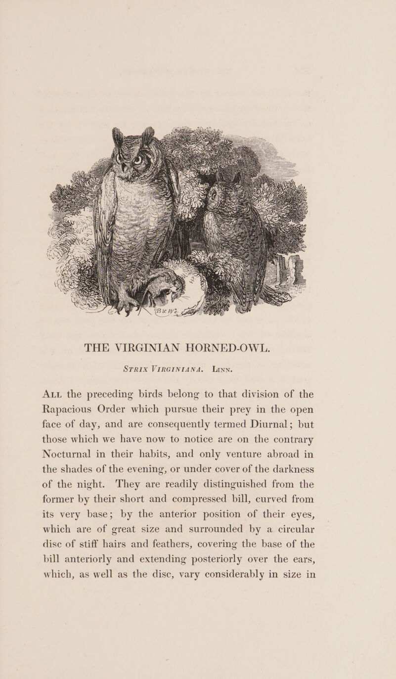 STRIX VIRGINIANA. Linn. Aut the preceding birds belong to that division of the Rapacious Order which pursue their prey in the open face of day, and are consequently termed Diurnal; but those which we have now to notice are on the contrary Nocturnal in their habits, and only venture abroad in the shades of the evening, or under cover of the darkness of the night. They are readily distinguished from the former by their short and compressed bill, curved from its very base; by the anterior position of their. eyes, which are of great size and surrounded by a circular disc of stiff hairs and feathers, covering the base of the bill anteriorly and extending posteriorly over the ears, which, as well as the disc, vary considerably in size in