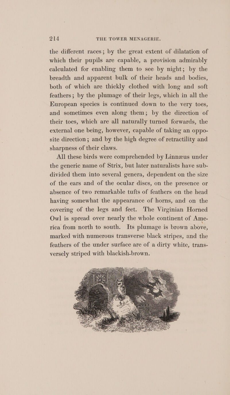 the different races; by the great extent of dilatation of which their pupils are capable, a provision admirably calculated for enabling them to see by night; by the breadth and apparent bulk of their heads and bodies, both of which are thickly clothed with long and soft feathers; by the plumage of their legs, which in all the European species is continued down to the very toes, and sometimes even along them; by the direction of their toes, which are all naturally turned forwards, the external one being, however, capable of taking an oppo- site direction; and by the high degree of retractility and sharpness of their claws. All these birds were comprehended by Linneus under the generic name of Strix, but later naturalists have sub- divided them into several genera, dependent on the size of the ears and of the ocular discs, on the presence or absence of two remarkable tufts of feathers on the head having somewhat the appearance of horns, and on the covering of the legs and feet. The Virginian Horned Owl is spread over nearly the whole continent of Ame- rica from north to south. Its plumage is brown above, marked with numerous transverse black stripes, and the feathers of the under surface are of a dirty white, trans- versely striped with blackish-brown.