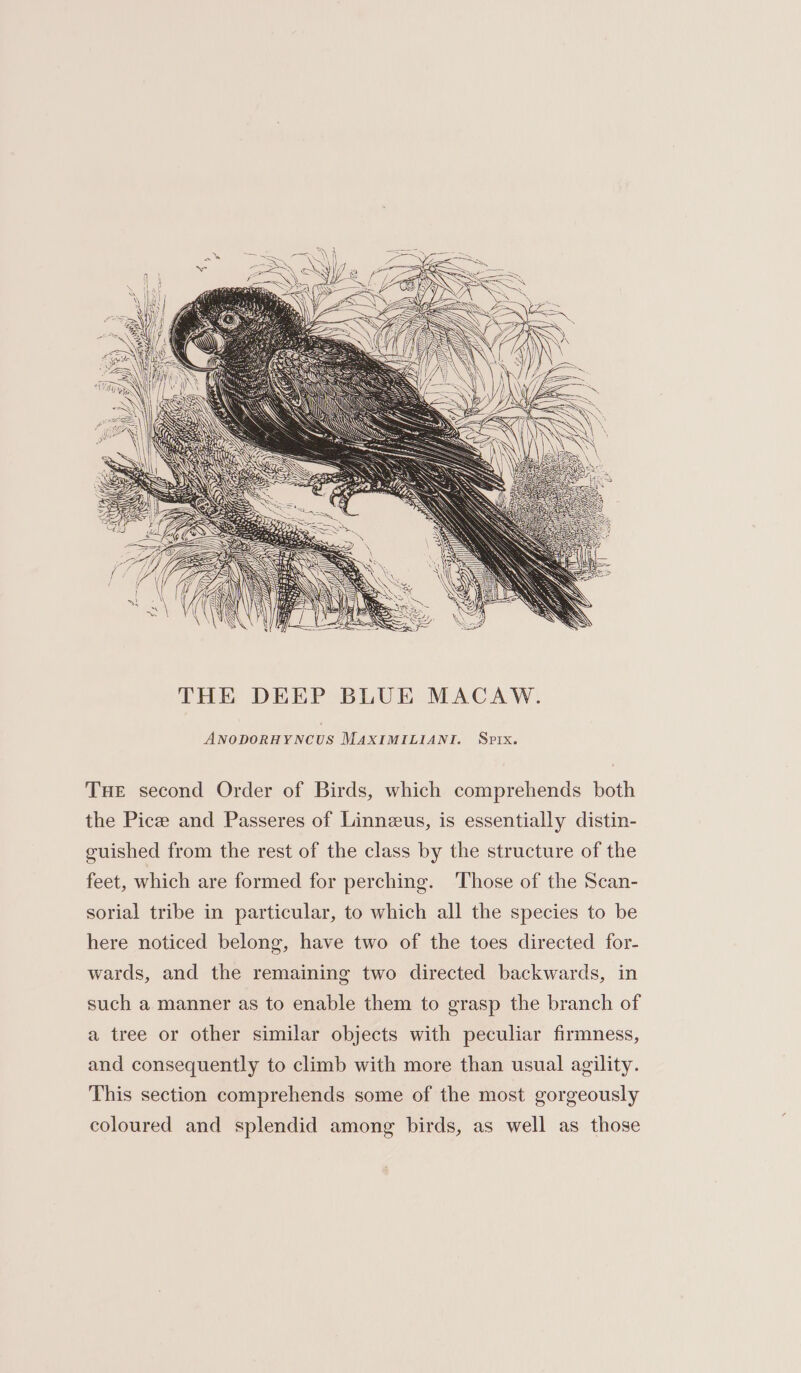 ANODORHYNCUS MAXIMILIANI. Sprx. Tue second Order of Birds, which comprehends both the Picz and Passeres of Linneus, is essentially distin- guished from the rest of the class by the structure of the feet, which are formed for perching. ‘Those of the Scan- sorial tribe in particular, to which all the species to be here noticed belong, have two of the toes directed for- wards, and the remaining two directed backwards, in such a manner as to enable them to grasp the branch of a tree or other similar objects with peculiar firmness, and consequently to climb with more than usual agility. This section comprehends some of the most gorgeously coloured and splendid among birds, as well as those