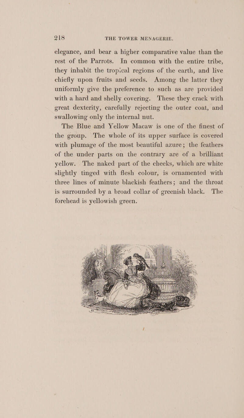elegance, and bear a higher comparative value than the rest of the Parrots. In common with the entire tribe, they inhabit the tropical regions of the earth, and live chiefly upon fruits and seeds. Among the latter they uniformly give the preference to such as are provided with a hard and shelly covering. These they crack with great dexterity, carefully rejecting the outer coat, and swallowing only the internal nut. The Blue and Yellow Macaw is one of the finest of the group. The whole of its upper surface is covered with plumage of the most beautiful azure; the feathers of the under parts on the contrary are of a brilliant yellow. The naked part of the cheeks, which are white slightly tinged with flesh colour, is ornamented with three lines of minute blackish feathers; and the throat is surrounded by a broad collar of greenish black. The forehead is yellowish green. sh staat a ee TTT! ie = SA dy &gt; 1S