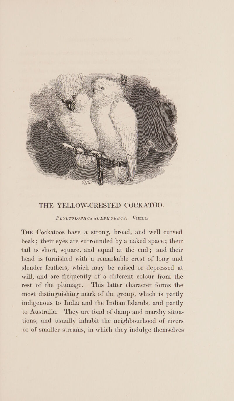 PLYCTOLOPHUS SULPHUREUS. VIE£ILL. THE Cockatoos have a strong, broad, and well curved beak ; their eyes are surrounded by a naked space ; their tail is short, square, and equal at the end; and their head is furnished with a remarkable crest of long and slender feathers, which may be raised or depressed at will, and are frequently of a different colour from the rest of the plumage. This latter character forms the most distinguishing mark of the group, which is partly indigenous to India and the Indian Islands, and partly to Australia. ‘They are fond of damp and marshy situa- tions, and usually inhabit the neighbourhood of rivers or of smaller streams, in which they indulge themselves