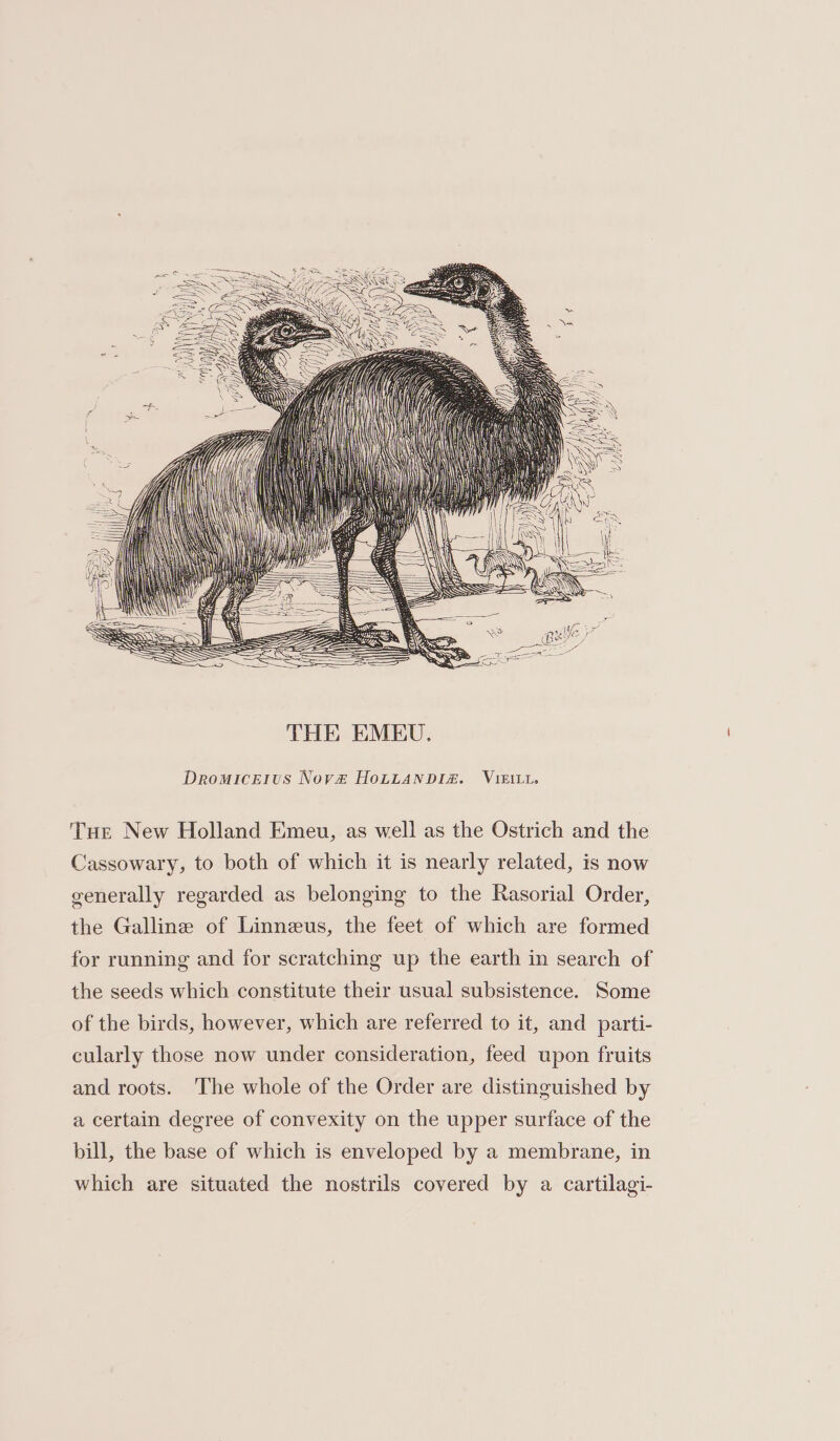 — SS LL THE EMEU. DromiceEitus Nov# HoLLANDIZ. VIkiL1. Tue New Holland Emeu, as well as the Ostrich and the Cassowary, to both of which it is nearly related, is now generally regarded as belonging to the Rasorial Order, the Galline of Linneus, the feet of which are formed for running and for scratching up the earth in search of the seeds which constitute their usual subsistence. Some of the birds, however, which are referred to it, and parti- cularly those now under consideration, feed upon fruits and roots. The whole of the Order are distinguished by a certain degree of convexity on the upper surface of the bill, the base of which is enveloped by a membrane, in which are situated the nostrils covered by a cartilagi-