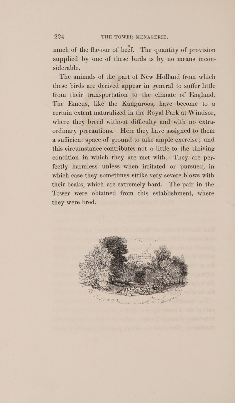 much of the flavour of beef. The quantity of provision supplied by one of these birds is by no means incon- siderable. The animals of the part of New Holland from which these birds are derived appear in general to suffer little from their transportation to the climate of England. The Emeus, like the Kanguroos, have become to a certain extent naturalized in the Royal Park at Windsor, where they breed without difficulty and with no extra- ordinary precautions. Here they have assigned to them a sufficient space of ground to take ample exercise; and this circumstance contributes not a little to the thriving condition in which they are met with. They are per- fectly harmless unless when irritated or pursued, in which case they sometimes strike very severe blows with their beaks, which are extremely hard. The pair in the Tower were obtained from this establishment, where they were bred.