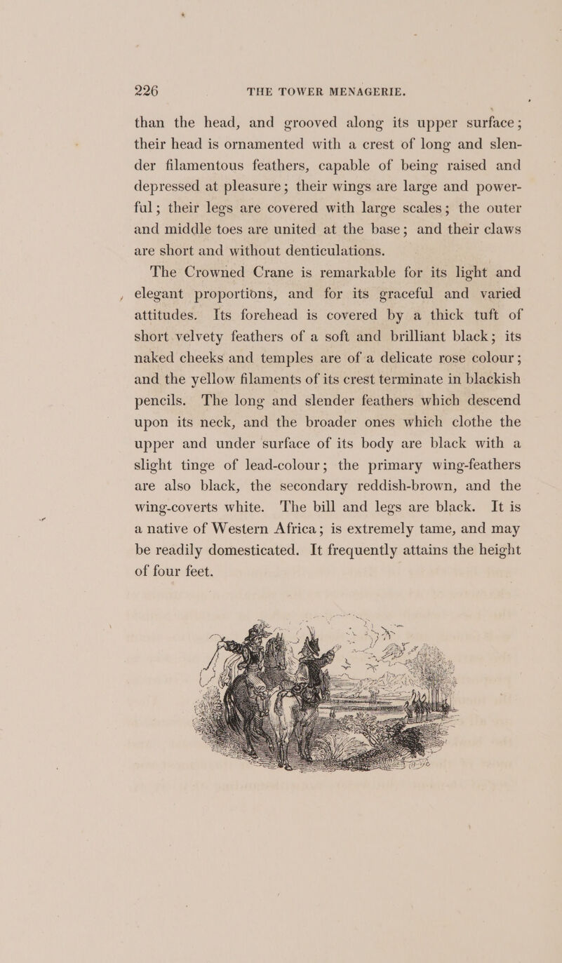 than the head, and grooved along its upper surface ; their head is ornamented with a crest of long and slen- der filamentous feathers, capable of being raised and depressed at pleasure; their wings are large and power- ful; their legs are covered with large scales; the outer and middle toes are united at the base; and their claws are short and without denticulations. The Crowned Crane is remarkable for its light and elegant proportions, and for its graceful and varied attitudes. Its forehead is covered by a thick tuft of short velvety feathers of a soft and brilliant black; its naked cheeks and temples are of a delicate rose colour ; and the yellow filaments of its crest terminate in blackish pencils. The long and slender feathers which descend upon its neck, and the broader ones which clothe the upper and under surface of its body are black with a slight tinge of lead-colour; the primary wing-feathers are also black, the secondary reddish-brown, and the wing-coverts white. The bill and legs are black. It is a native of Western Africa; is extremely tame, and may be readily domesticated. It frequently attains the height of four feet.