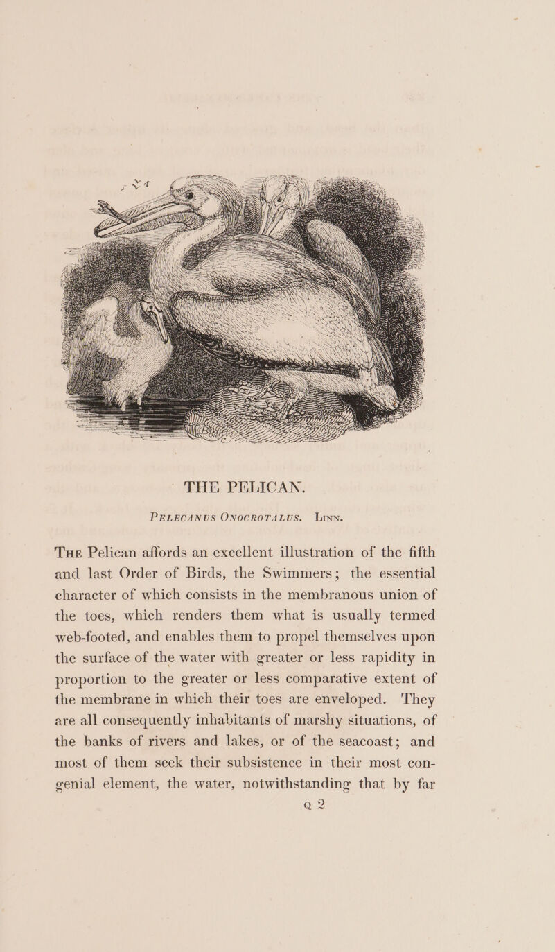 PELECANUS ONOCROTALUS. LUtnn. Tue Pelican affords an excellent illustration of the fifth and last Order of Birds, the Swimmers; the essential character of which consists in the membranous union of the toes, which renders them what is usually termed web-footed, and enables them to propel themselves upon the surface of the water with greater or less rapidity in proportion to the greater or less comparative extent of the membrane in which their toes are enveloped. They are all consequently inhabitants of marshy situations, of the banks of rivers and lakes, or of the seacoast; and most of them seek their subsistence in their most con- genial element, the water, notwithstanding that by far Q2