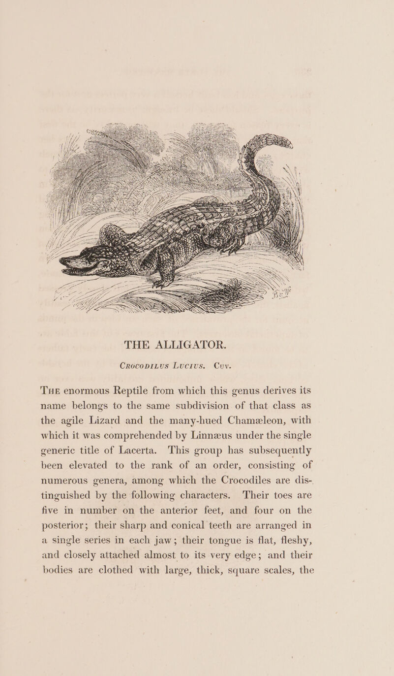 CrocopiLus Lucius. Cov. THE enormous Reptile from which this genus derives its name belongs to the same subdivision of that class as the agile Lizard and the many-hued Chameleon, with which it was comprehended by Linneus under the single generic title of Lacerta. This group has subsequently been elevated to the rank of an order, consisting of numerous genera, among which the Crocodiles are dis- tinguished by the following characters. Their toes are five in number on the anterior feet, and four on the posterior; their sharp and conical teeth are arranged in a Single series in each jaw; their tongue is flat, fleshy, and closely attached almost to its very edge; and their bodies are clothed with large, thick, square scales, the