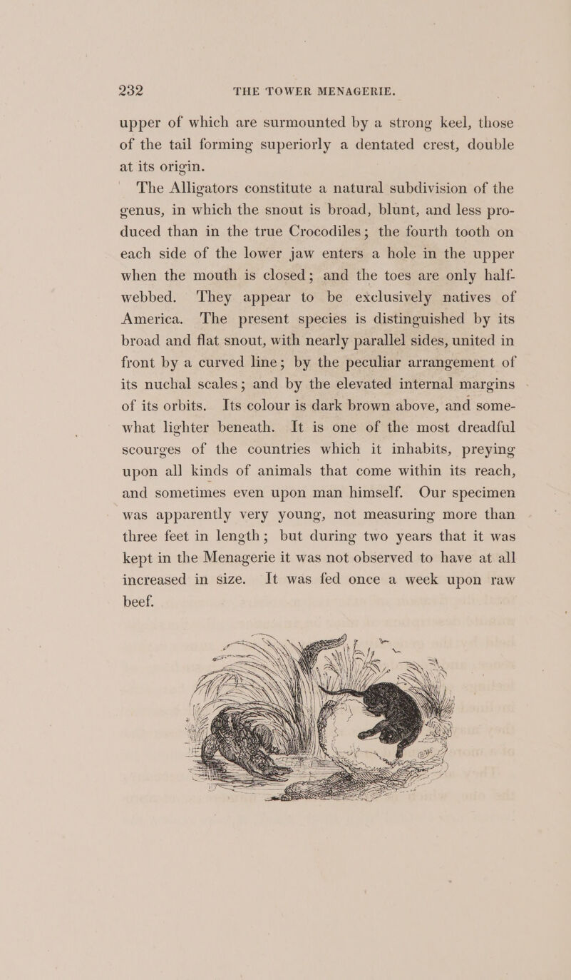 upper of which are surmounted by a strong keel, those of the tail forming superiorly a dentated crest, double at its origin. The Alligators constitute a natural subdivision of the genus, in which the snout is broad, blunt, and less pro- duced than in the true Crocodiles; the fourth tooth on each side of the lower jaw enters a hole in the upper when the mouth is closed; and the toes are only half- webbed. ‘They appear to be exclusively natives of America. The present species is distinguished by its broad and flat snout, with nearly parallel sides, united in front by a curved line; by the peculiar arrangement of its nuchal scales; and by the elevated internal margins of its orbits. Its colour is dark brown above, and some- what lighter beneath. It is one of the most dreadful scourges of the countries which it inhabits, preying upon all kinds of animals that come within its reach, and sometimes even upon man himself. Our specimen was apparently very young, not measuring more than three feet in length; but during two years that it was kept in the Menagerie it was not observed to have at all increased in size. It was fed once a week upon raw beef.