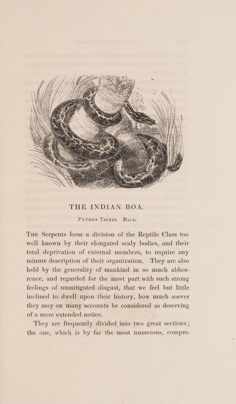 a) “i fe we v yy OM Ui PyrHon TiGris. Davp. THE Serpents form a division of the Reptile Class too well known by their elongated scaly bodies, and their total deprivation of external members, to require any minute description of their organization. They are also held by the generality of mankind in so much abhor- rence, and regarded for the most part with such strong feelings of unmitigated disgust, that we feel but little inclined to dwell upon their history, how much soever they may on many accounts be considered as deserving of a more extended notice. 3 They are frequently divided, into two great sections ; the one, which is by far the most numerous, compre-