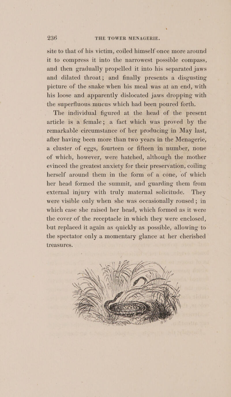 site to that of his victim, coiled himself once more around it to compress it into the narrowest possible compass, and then gradually propelled it into his separated jaws and dilated throat; and finally presents a disgusting picture of the snake when his meal was at an end, with his loose and apparently dislocated jaws dropping with the superfluous mucus which had been poured forth. The individual figured at the head of the present article is a female; a fact which was proved by the remarkable circumstance of her producing in May last, after having been more than two years in the Menagerie, a cluster of eggs, fourteen or fifteen in number, none of which, however, were hatched, although the mother evinced the greatest anxiety for their preservation, coiling herself around them in the form of a cone, of which her head formed the summit, and guarding them from external injury with truly maternal solicitude. They were visible only when she was occasionally roused ; in which case she raised her head, which formed as it were the cover of the receptacle in which they were enclosed, but replaced it again as quickly as possible, allowing to the spectator only a momentary glance at her cherished treasures.