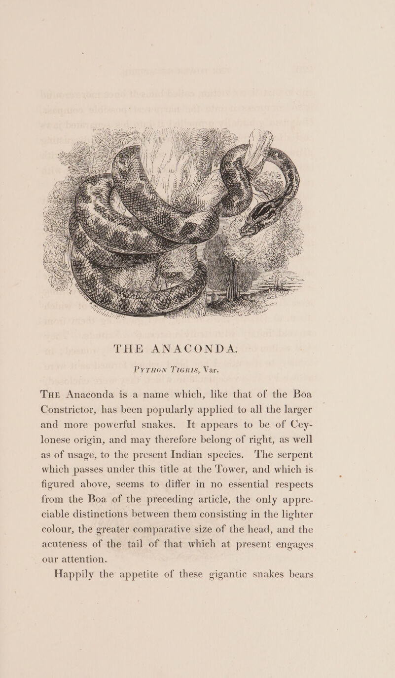 ef Prin , A cts Pe aN Y AAO Hip WY Shy) Sy; z y Gi ing de HA it ae Z ees A) eet Ay PYTHON TIGRIS, Var. Tue Anaconda is a name which, like that of the Boa Constrictor, has been popularly applied to all the larger and more powerful snakes. It appears to be of Cey- lonese origin, and may therefore belong of right, as well as of usage, to the present Indian species. ‘The serpent which passes under this title at the Tower, and which is figured above, seems to differ in no essential respects from the Boa of the preceding article, the only appre- ciable distinctions between them consisting in the lighter colour, the greater comparative size of the head, and the acuteness of the tail of that which at present engages our attention. Happily the appetite of these gigantic snakes bears