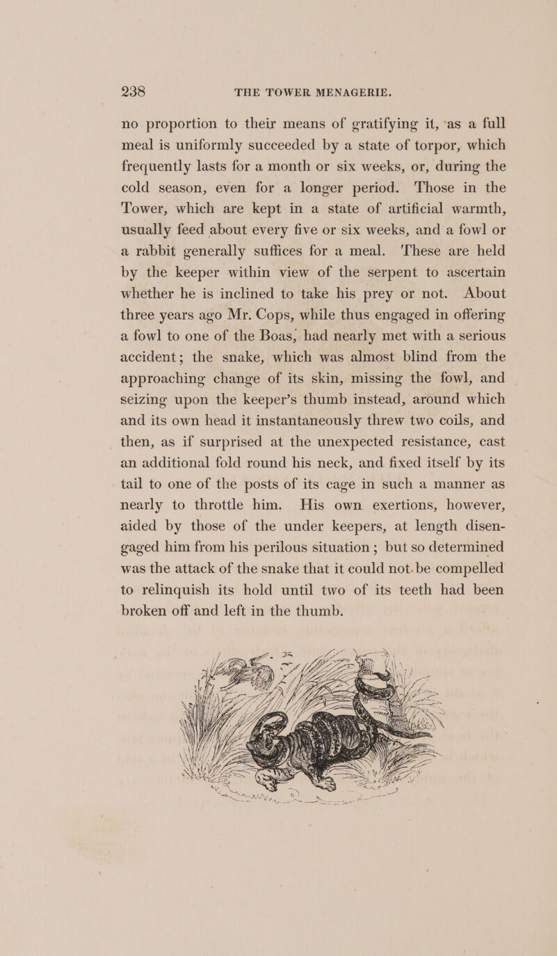 no proportion to their means of gratifying it, as a full meal is uniformly succeeded by a state of torpor, which frequently lasts for a month or six weeks, or, during the cold season, even for a longer period. Those in the Tower, which are kept in a state of artificial warmth, usually feed about every five or six weeks, and a fowl or a rabbit generally suffices for a meal. ‘These are held by the keeper within view of the serpent to ascertain whether he is inclined to take his prey or not. About three years ago Mr. Cops, while thus engaged in offering a fowl to one of the Boas, had nearly met with a serious accident; the snake, which was almost blind from the approaching change of its skin, missing the fowl, and seizing upon the keeper’s thumb instead, around which and its own head it instantaneously threw two coils, and then, as if surprised at the unexpected resistance, cast an additional fold round his neck, and fixed itself by its tail to one of the posts of its cage in such a manner as nearly to throttle him. His own exertions, however, aided by those of the under keepers, at length disen- gaged him from his perilous situation ; but so determined was the attack of the snake that it could not. be compelled to relinquish its hold until two of its teeth had been broken off and left in the thumb.