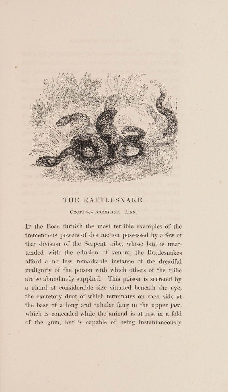 CROTALUS HORRIDUS. Linn. Ir the Boas furnish the most terrible examples of the tremendous powers of destruction possessed by a few of that division of the Serpent tribe, whose bite is unat- tended with the effusion of venom, the Rattlesnakes afford a no less remarkable instance of the dreadful malignity of the poison with which others of the tribe are so abundantly supplied. ‘This poison is secreted by a gland of considerable size situated beneath the eye, the excretory duct of which terminates on each side at the base of a long and tubular fang in the upper jaw, which is concealed while the animal is at rest in a fold of the gum, but is capable of being instantaneously