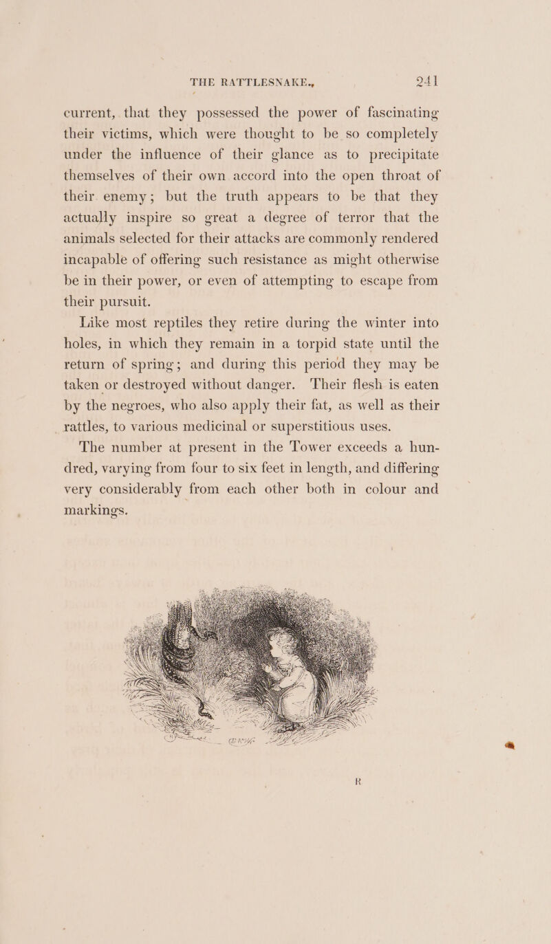 THE RATTLESNAKE., 24] current, that they possessed the power of fascinating their victims, which were thought to be so completely under the influence of their glance as to precipitate themselves of their own accord into the open throat of their enemy; but the truth appears to be that they actually inspire so great a degree of terror that the animals selected for their attacks are commonly rendered incapable of offering such resistance as might otherwise be in their power, or even of attempting to escape from their pursuit. Like most reptiles they retire during the winter into holes, in which they remain in a torpid state until the return of spring; and during this period they may be taken or destroyed without danger. Their flesh is eaten by the negroes, who also apply their fat, as well as their _rattles, to various medicinal or superstitious uses. The number at present in the Tower exceeds a hun- dred, varying from four to six feet in length, and differing very considerably from each other both in colour and markings. |