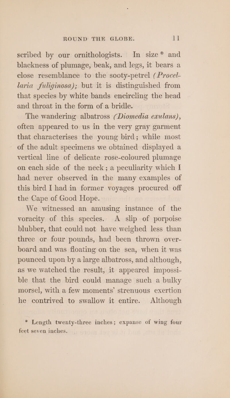 scribed by our ornithologists. In size* and blackness of plumage, beak, and legs, it bears a close resemblance to the sooty-petrel (Procel- laria fuliginosa); but it is distinguished from that species by white bands encircling the head and throat in the form of a bridle. The wandering albatross (Diomedia exulans), often appeared to us in the very gray garment that characterises the young bird; while most of the adult specimens we obtained displayed a vertical line of delicate rose-coloured plumage on each side of the neck; a peculiarity which I had never observed in the many examples of this bird I had in former voyages procured off the Cape of Good Hope. We witnessed an amusing instance of the voracity of this species. A slip of porpoise blubber, that could not have weighed less than three or four pounds, had been thrown over- board and was floating on the sea, when it was pounced upon by a large albatross, and although, as we watched the result, it appeared impossi- ble that the bird could manage such a bulky morsel, with a few moments’ strenuous exerticn he contrived to swallow it entire. Although * Length twenty-three inches; expanse of wing four feet seven inches.
