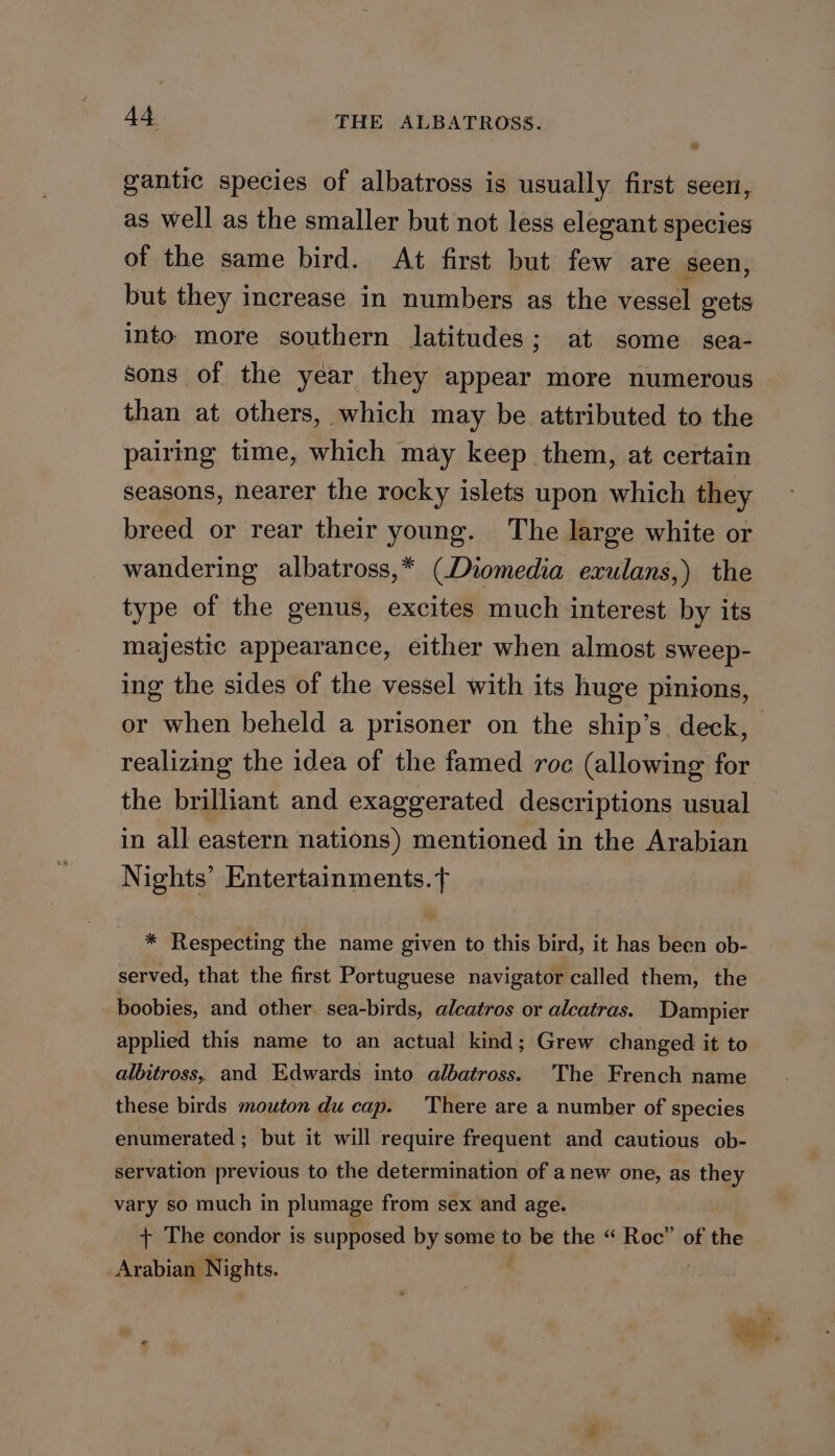 Q gantic species of albatross is usually first seen, as well as the smaller but not less elegant species of the same bird. At first but few are seen, but they increase in numbers as the vessel gets into. more southern latitudes; at some sea- sons of the year they appear more numerous than at others, which may be attributed to the pairing time, which may keep them, at certain seasons, nearer the rocky islets upon which they breed or rear their young. The large white or wandering albatross,* (Diomedia exulans,) the type of the genus, excites much interest by its majestic appearance, either when almost sweep- ing the sides of the vessel with its huge pinions, or when beheld a prisoner on the ship’s. deck, realizing the idea of the famed roc (allowing for the brilliant and exaggerated descriptions usual in all eastern nations) mentioned in the Arabian Nights’ Entertainments. f * Respecting the name given to this bird, it has been ob- served, that the first Portuguese navigator called them, the boobies, and other. sea-birds, alcatros or alcatras. Dampier applied this name to an actual kind; Grew changed it to albitross, and Edwards into albatross. The French name these birds mouton du cap. There are a number of species enumerated ; but it will require frequent and cautious ob- servation previous to the determination of anew one, as they vary so much in plumage from sex and age. + The condor is supposed by some to be the “ Roc” of H. Arabian Nights. ae.